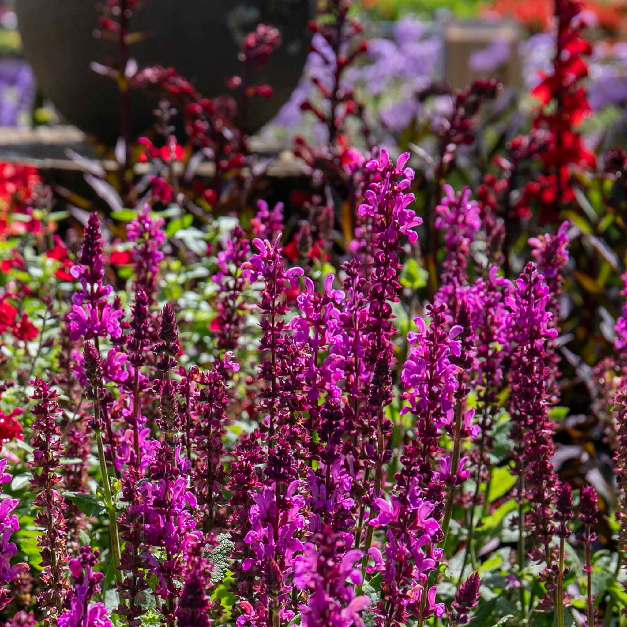 Salvia 'Nemerosa Rose Marvel' - Image 11