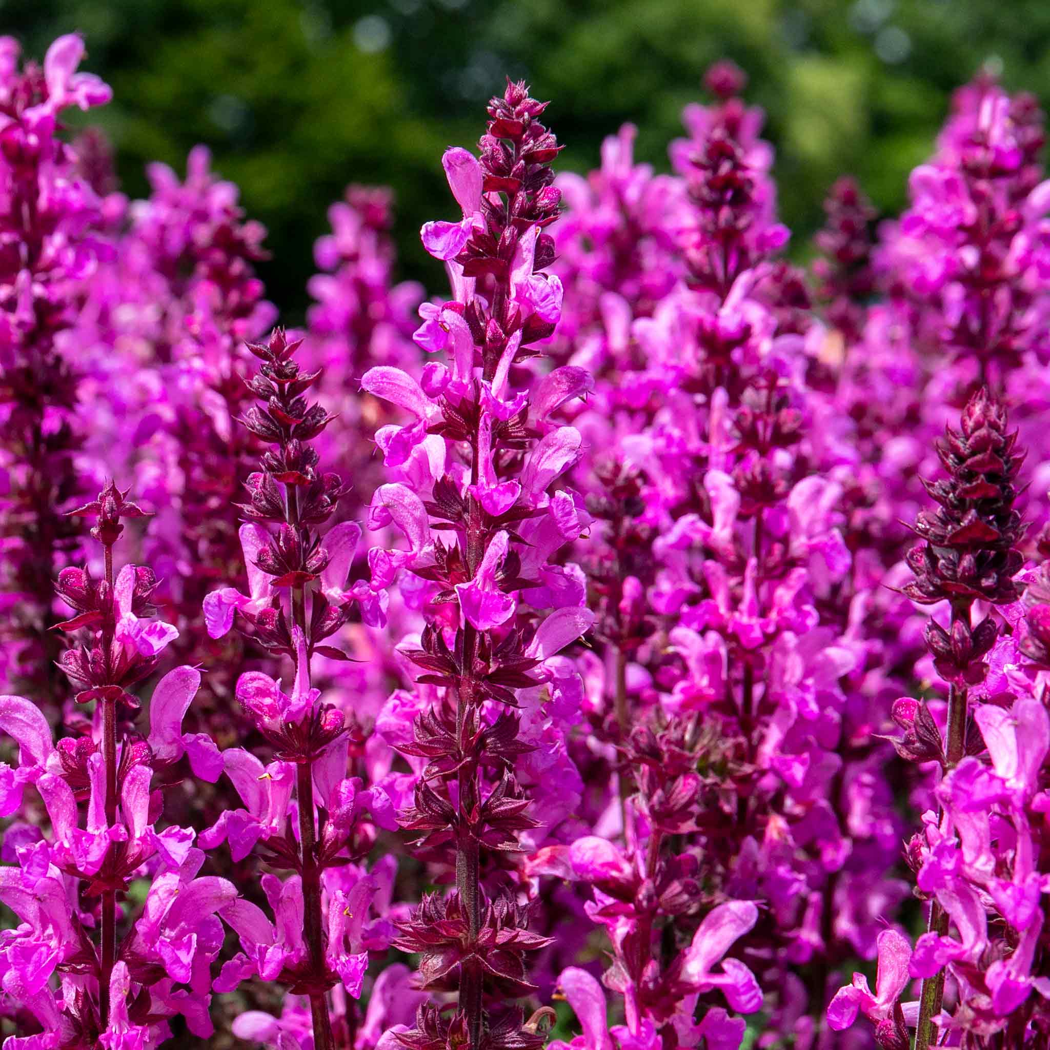 Salvia 'Nemerosa Rose Marvel' - Image 2