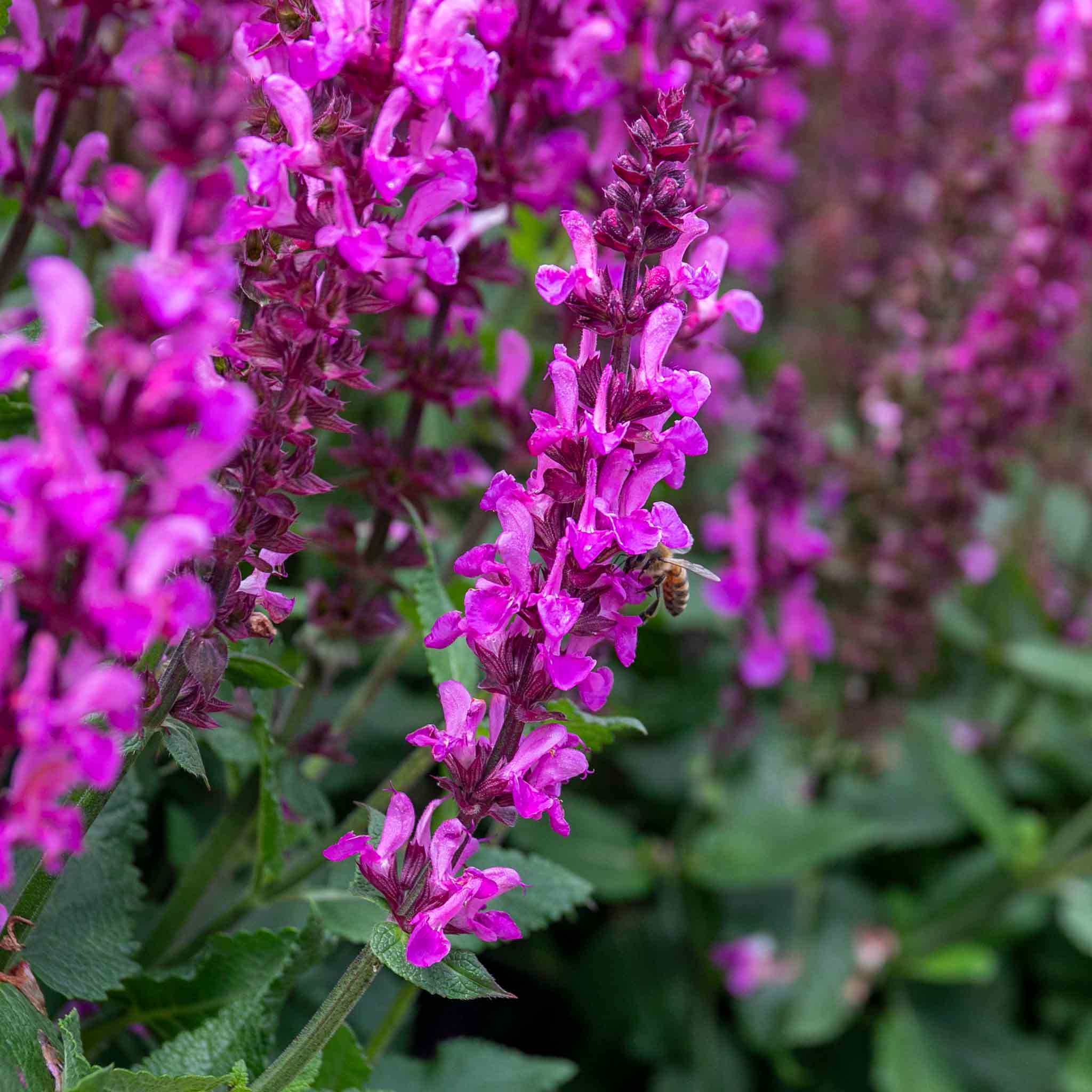 Salvia 'Nemerosa Rose Marvel' - Image 9