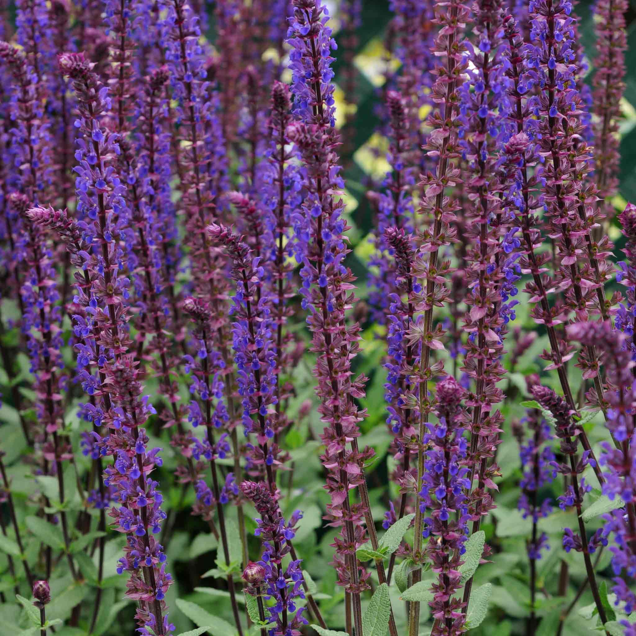Salvia 'Nemorosa Caradonna' - Image 6