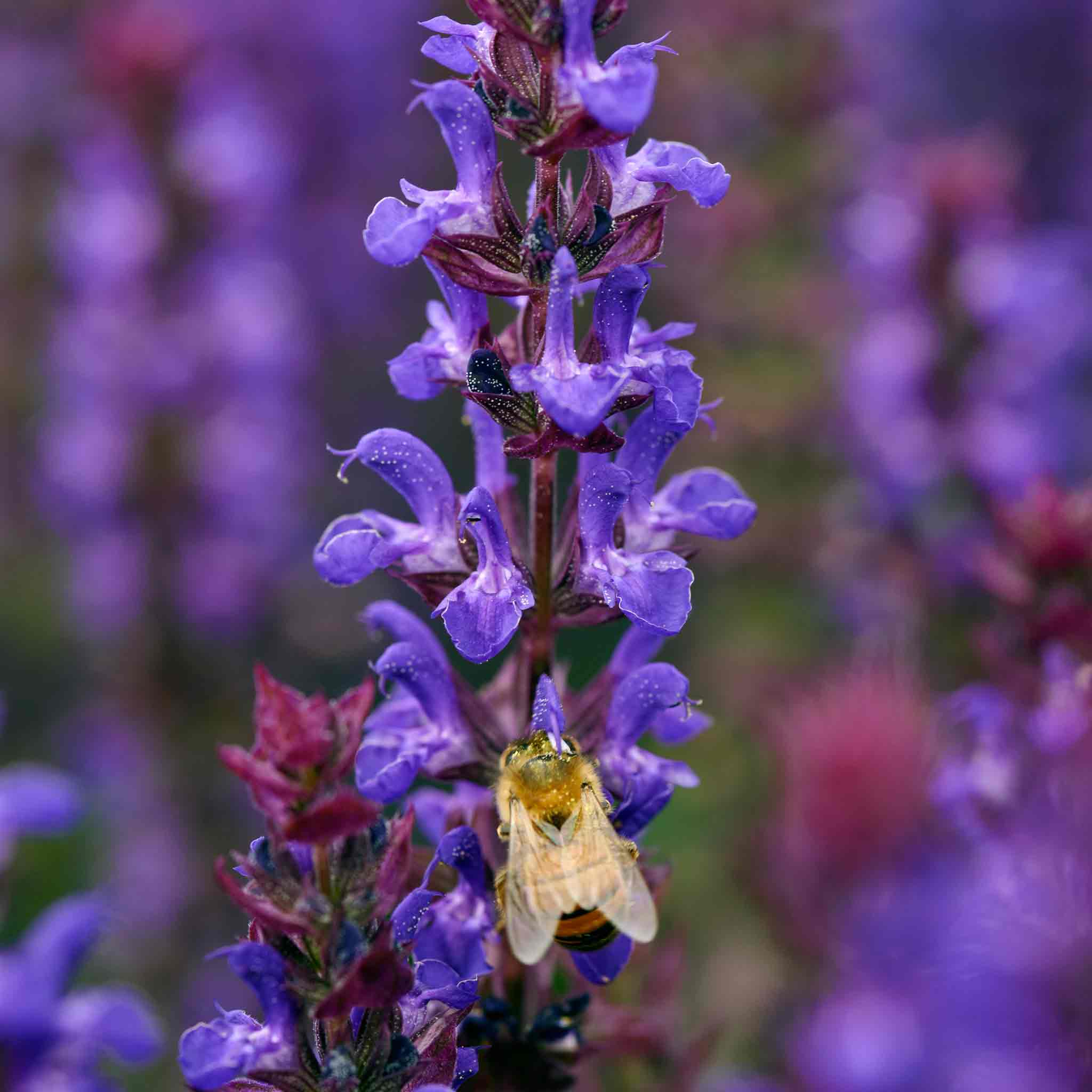 Salvia 'Salvatore Blue' - Image 3