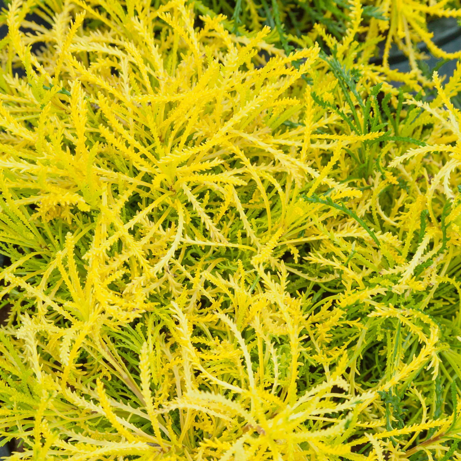 Santolina rosmarinifolia 'Lemon Fizz' - Image 3