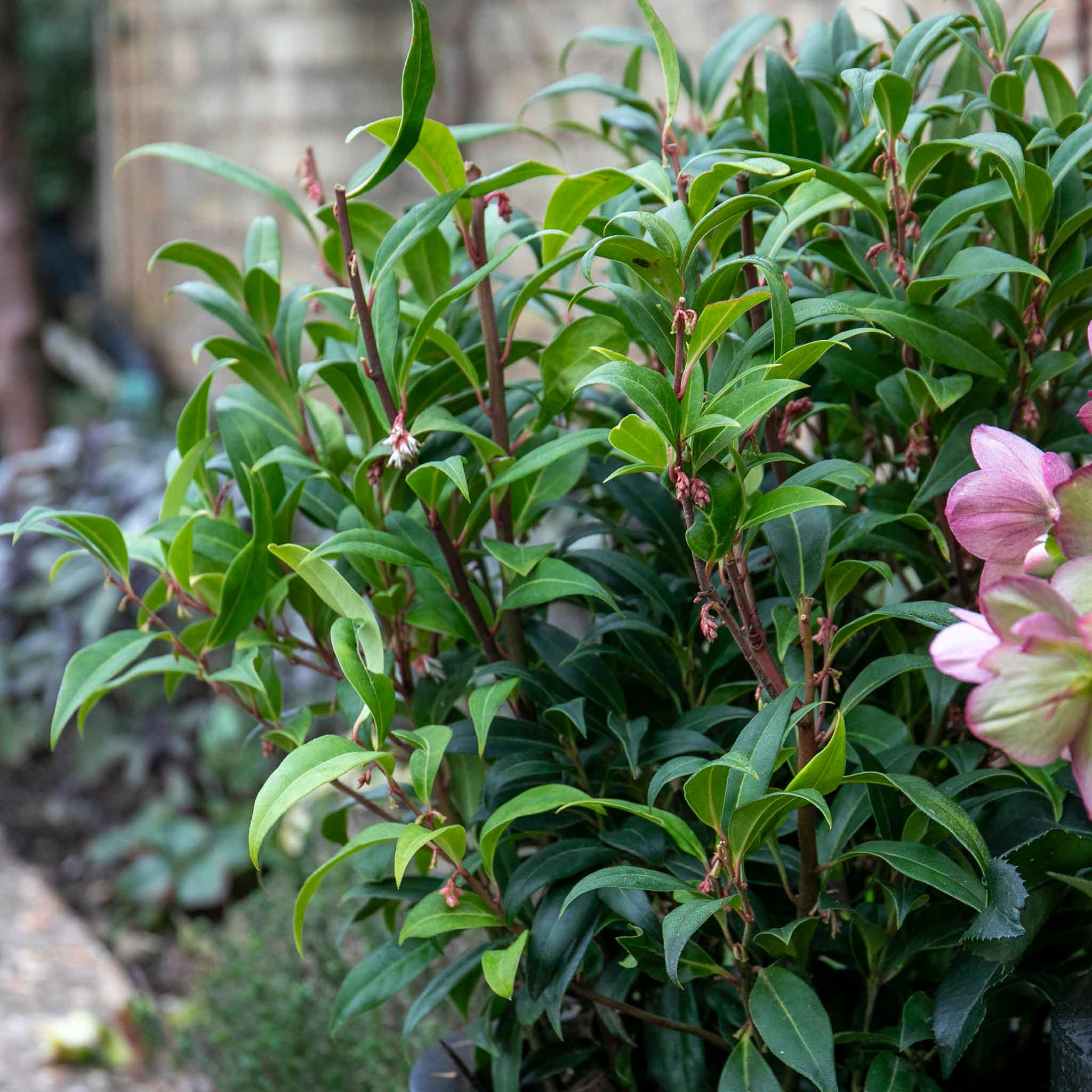 Sarcococca Hookeriana 'Winter Gem®' - Image 3