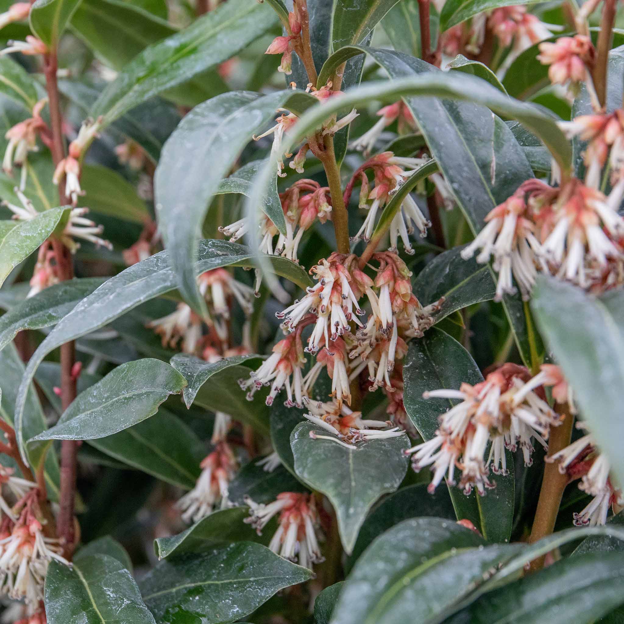 Sarcococca Hookeriana 'Winter Gem®' - Image 6