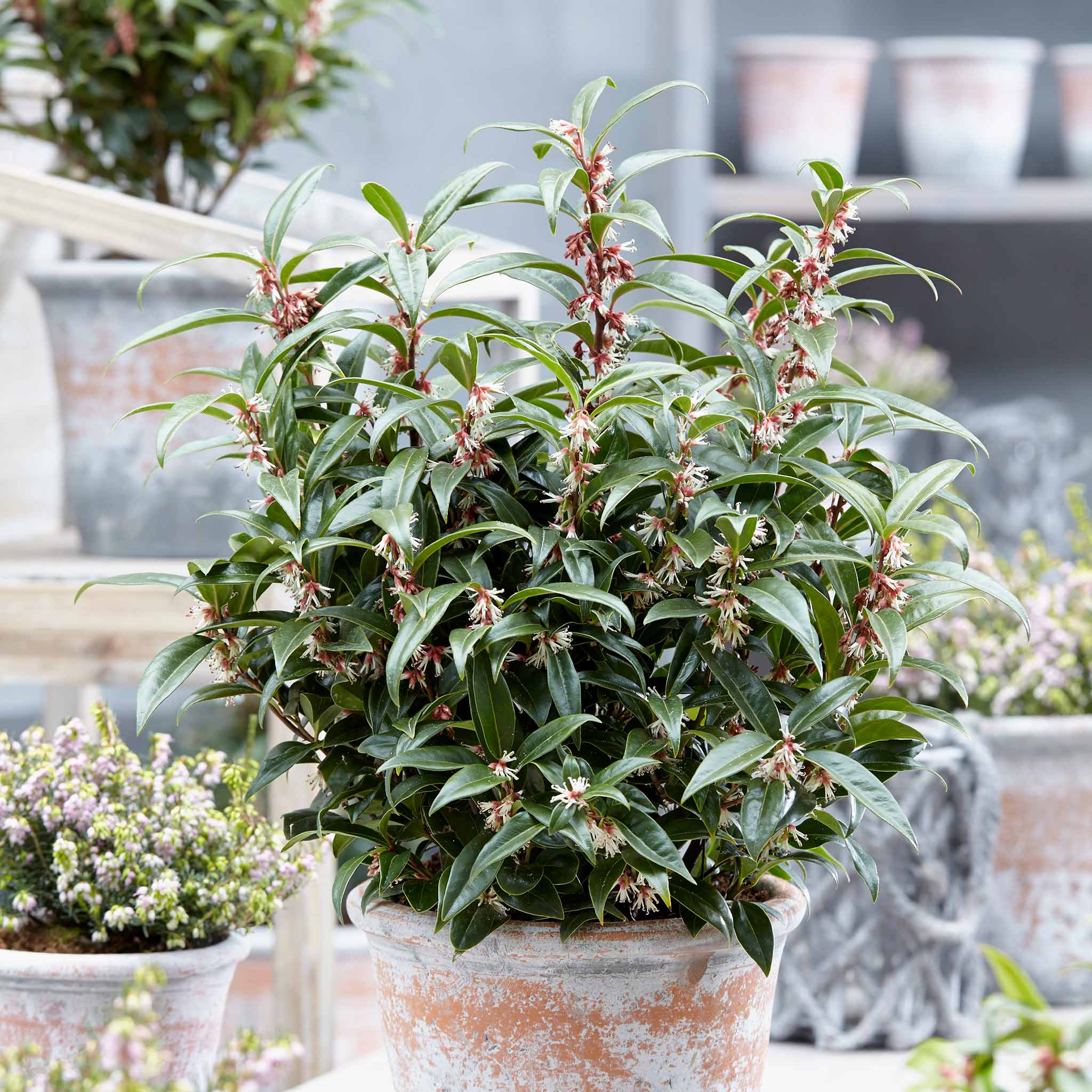 Sarcococca Hookeriana 'Winter Gem®' - Image 8