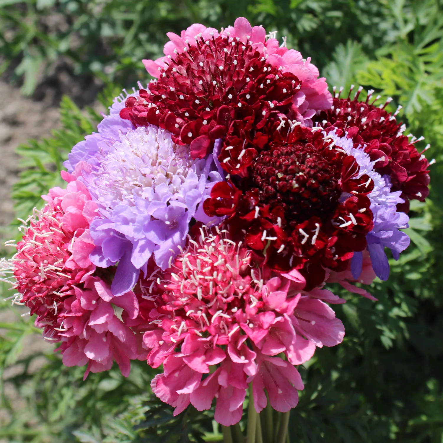 Scabiosa Seeds 'Cherry Berry Mix'