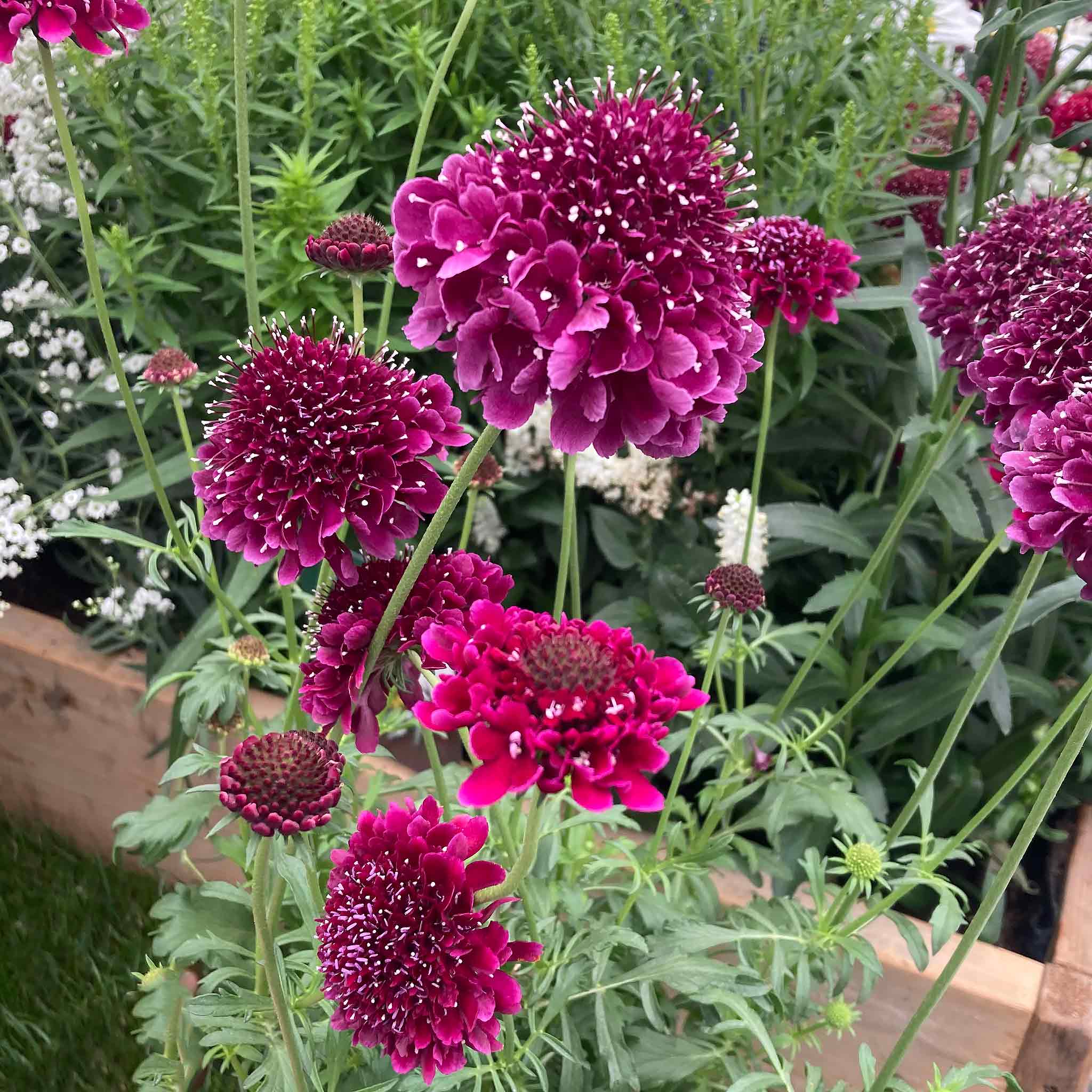 Scabious 'Scoop Collection' - Image 2