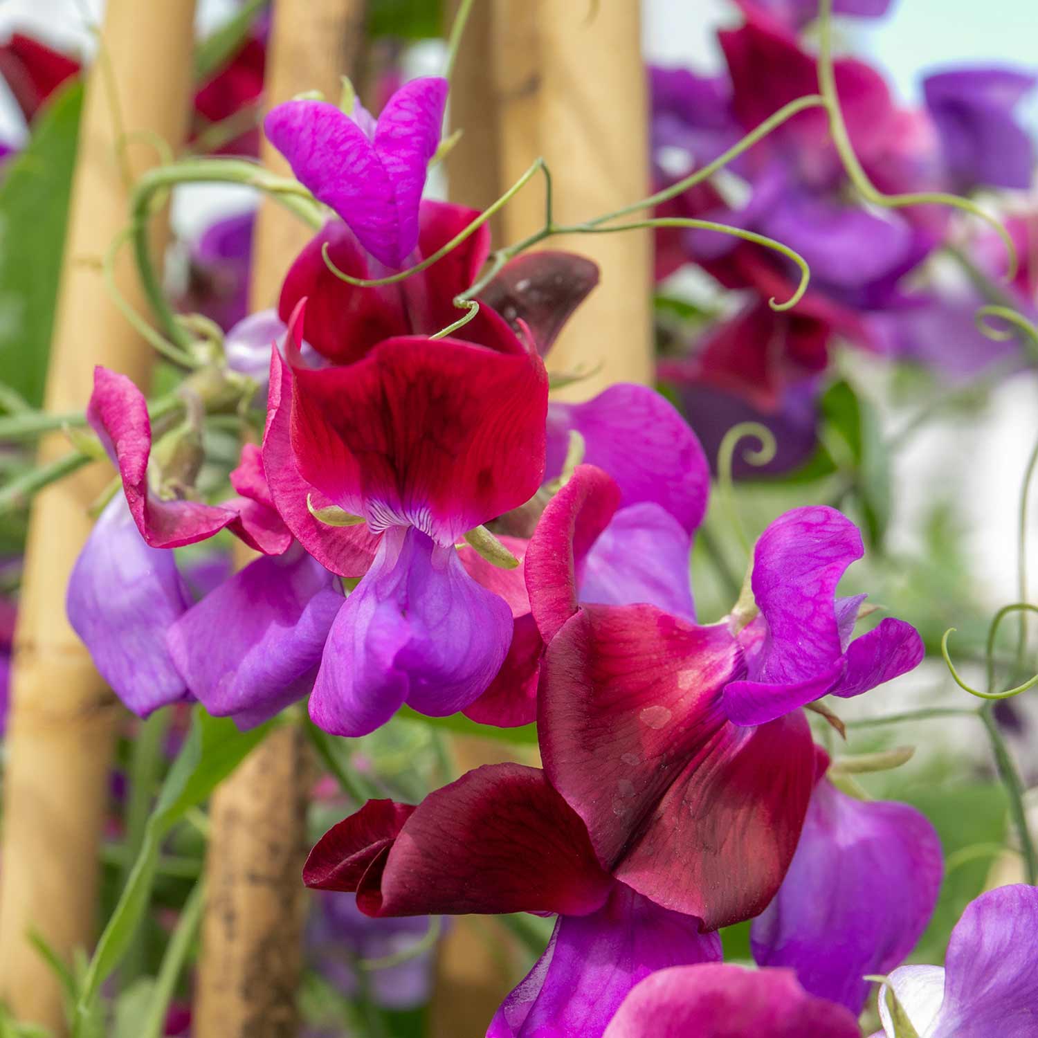 Scent-Tastic Seeds Collection - Image 2