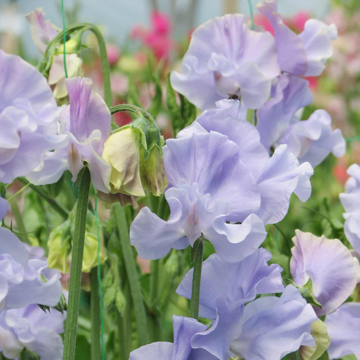 Scent-Tastic Seeds Collection - Image 3