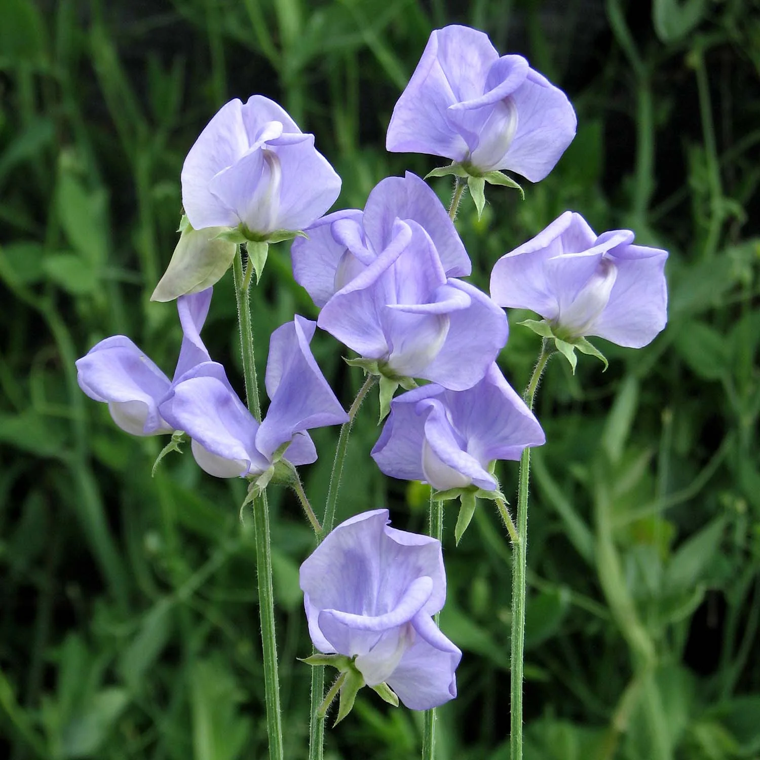 Scent-Tastic Seeds Collection - Image 9