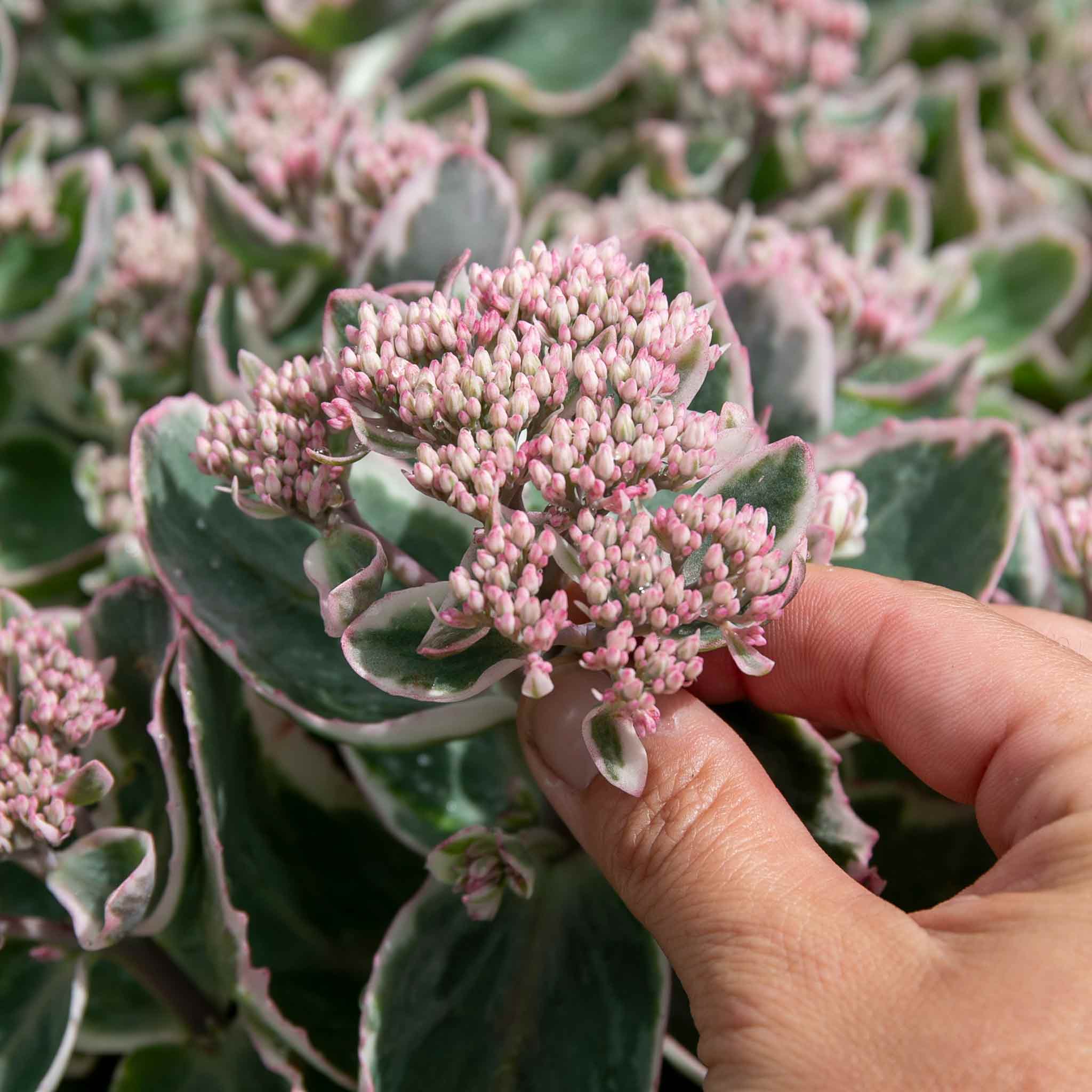 Sedum 'Seduction La Vie en Rose' - Image 3