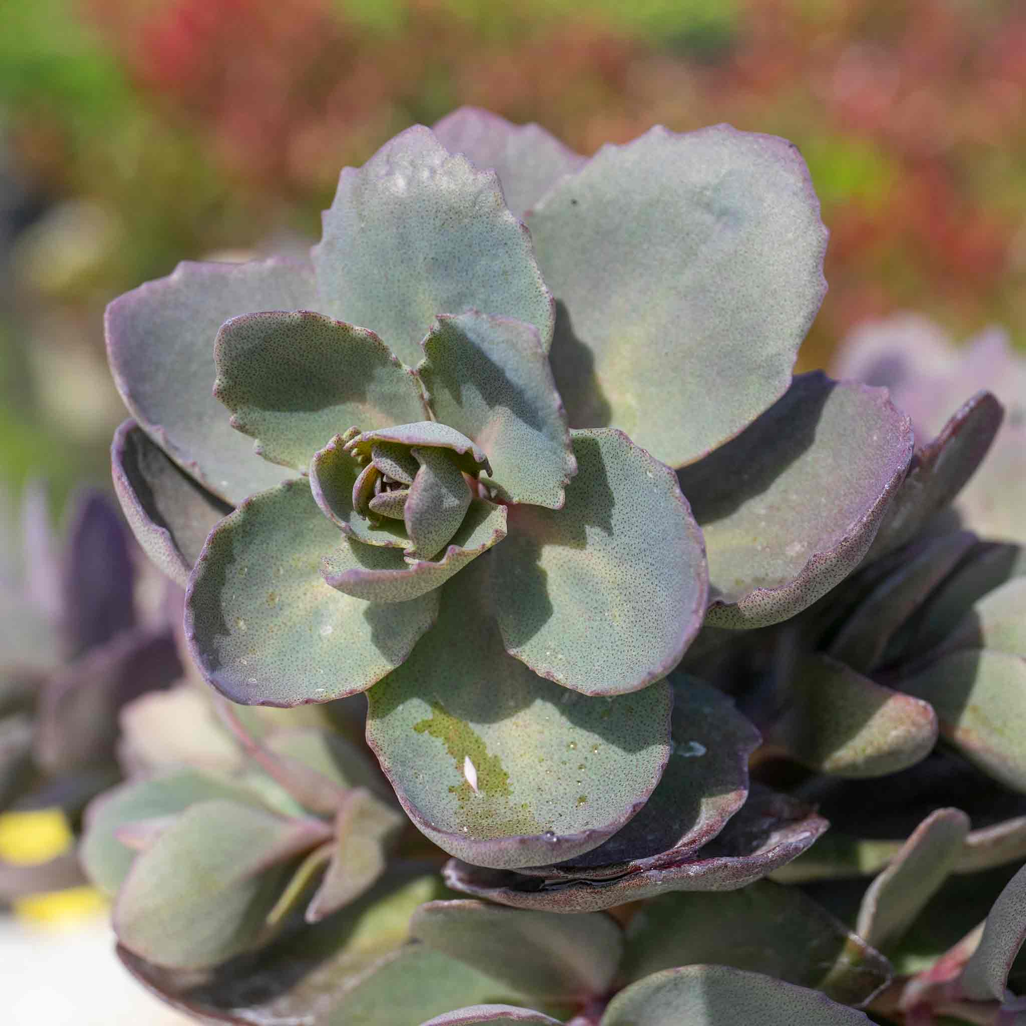Sedum 'Sunsparkler Dazzleberry' - Image 3