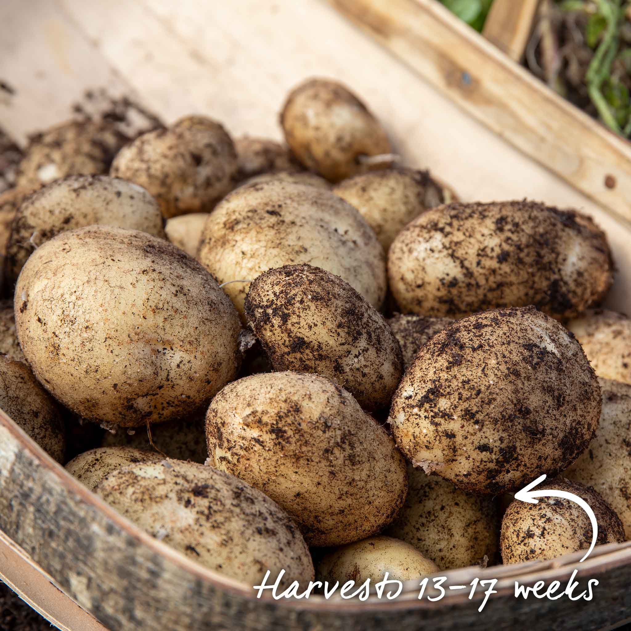 Seed Potato 'Acoustic' - Image 12