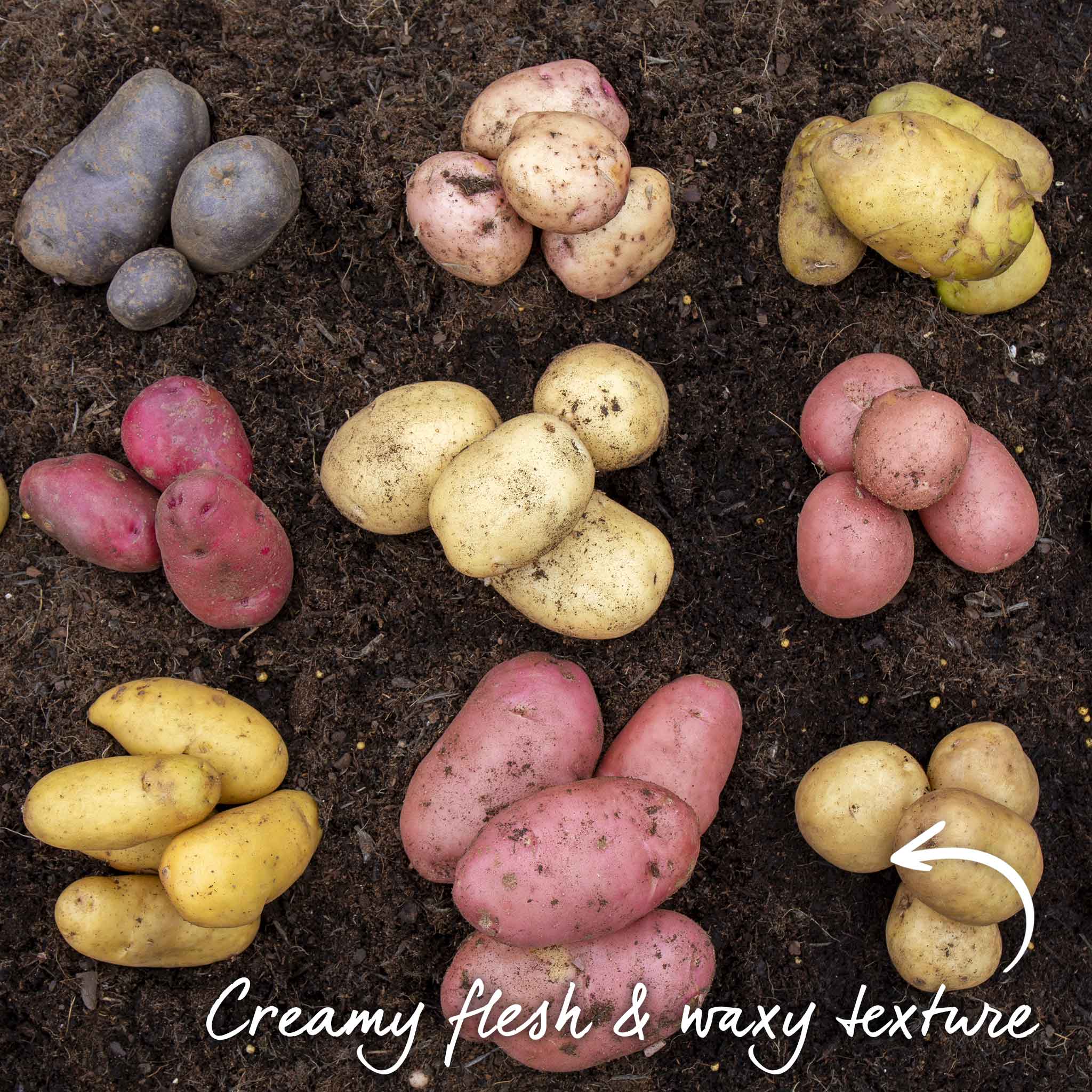 Seed Potato 'Acoustic' - Image 4