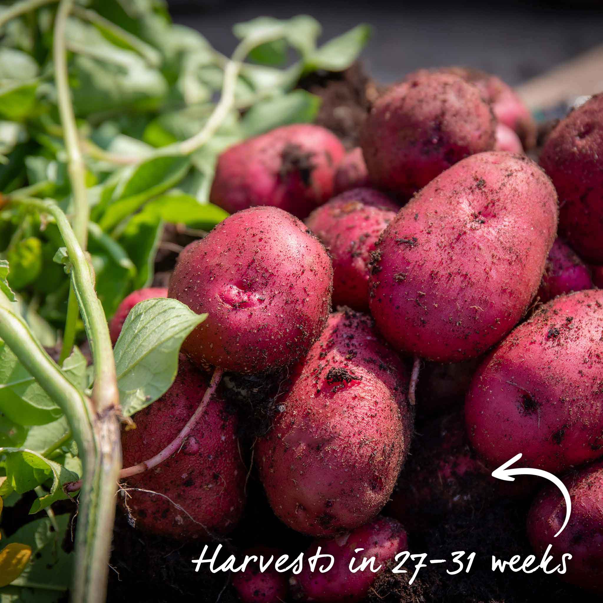 Seed Potato 'Caledonian Rose' - Image 12