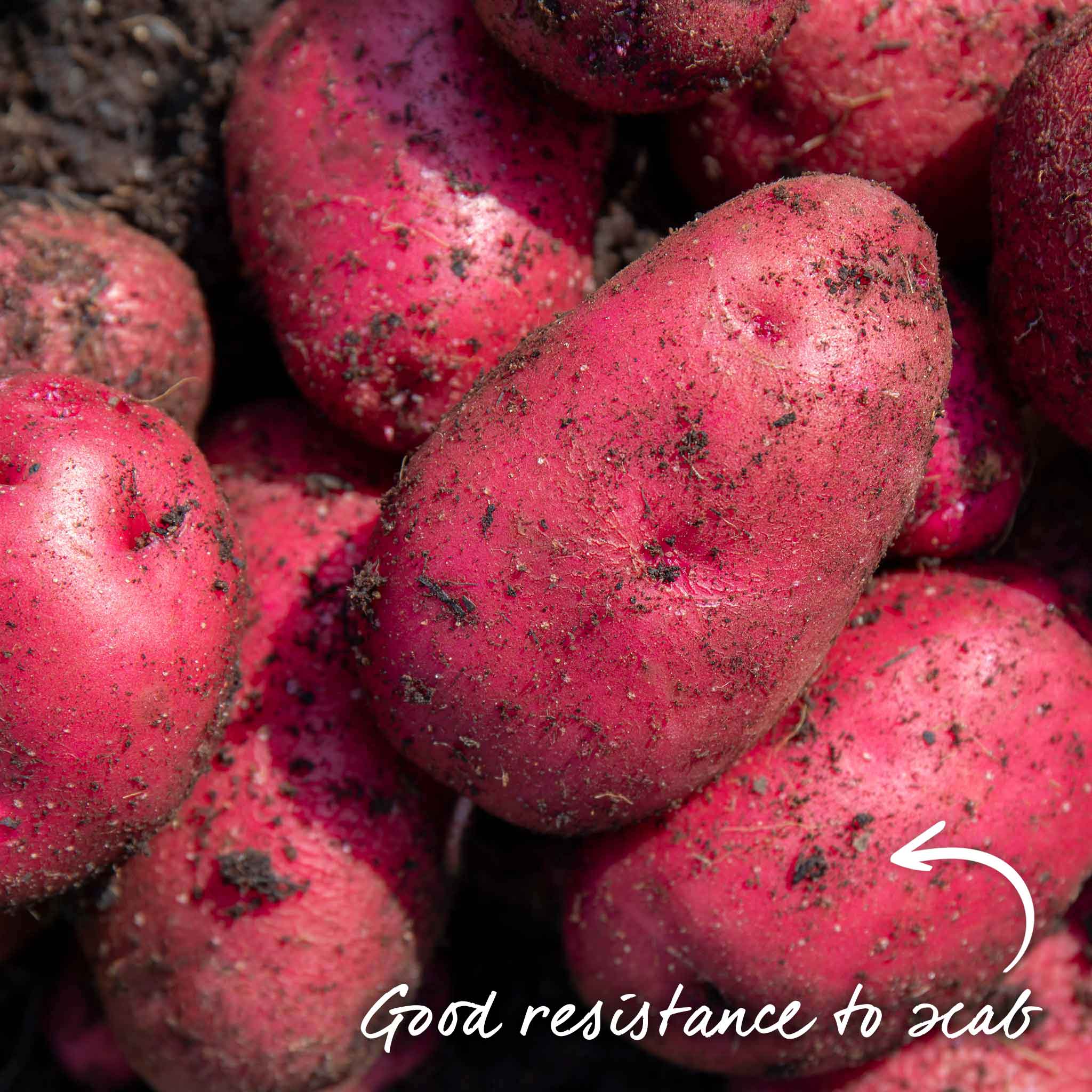 Seed Potato 'Caledonian Rose' - Image 13