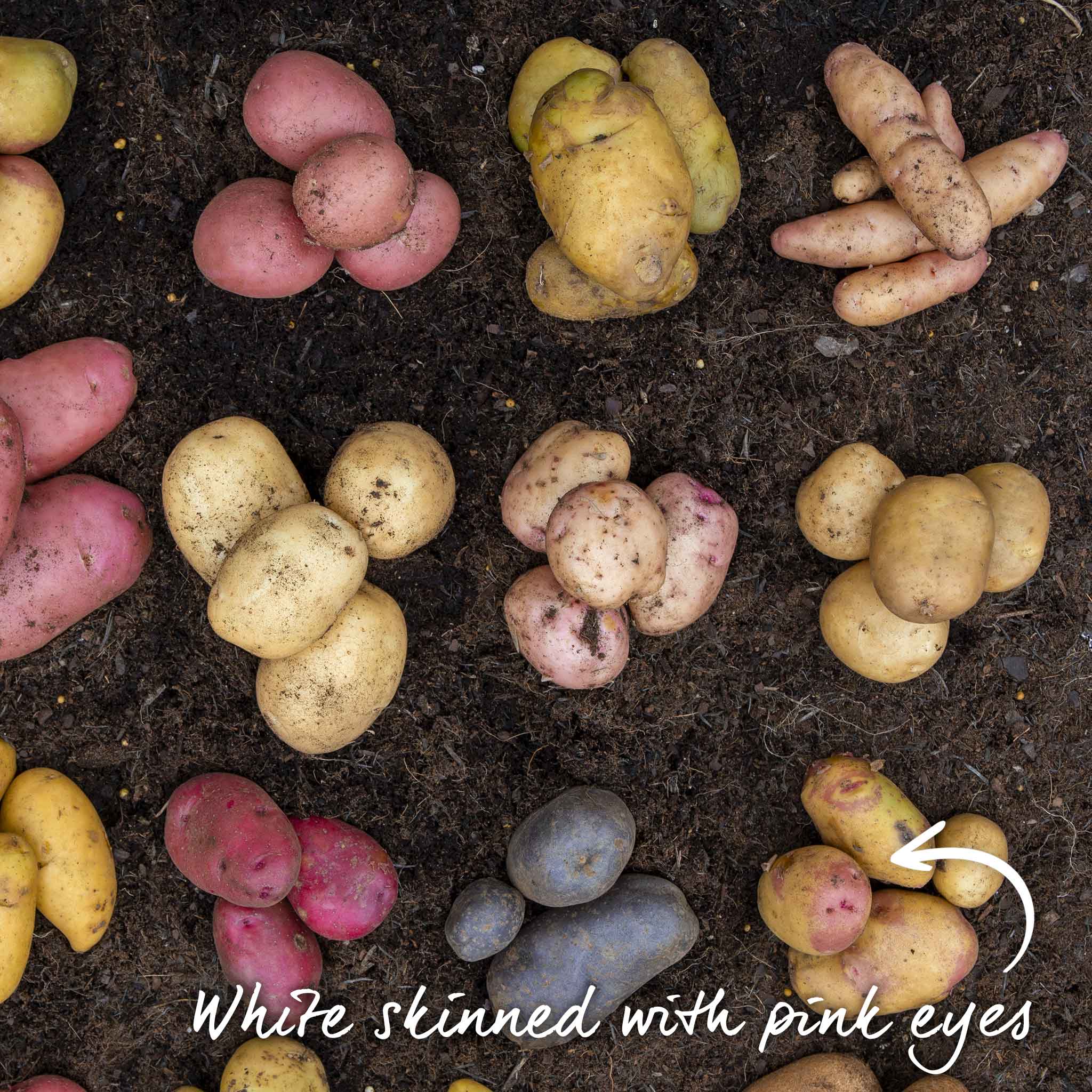 Seed Potato 'Cara' - Image 14