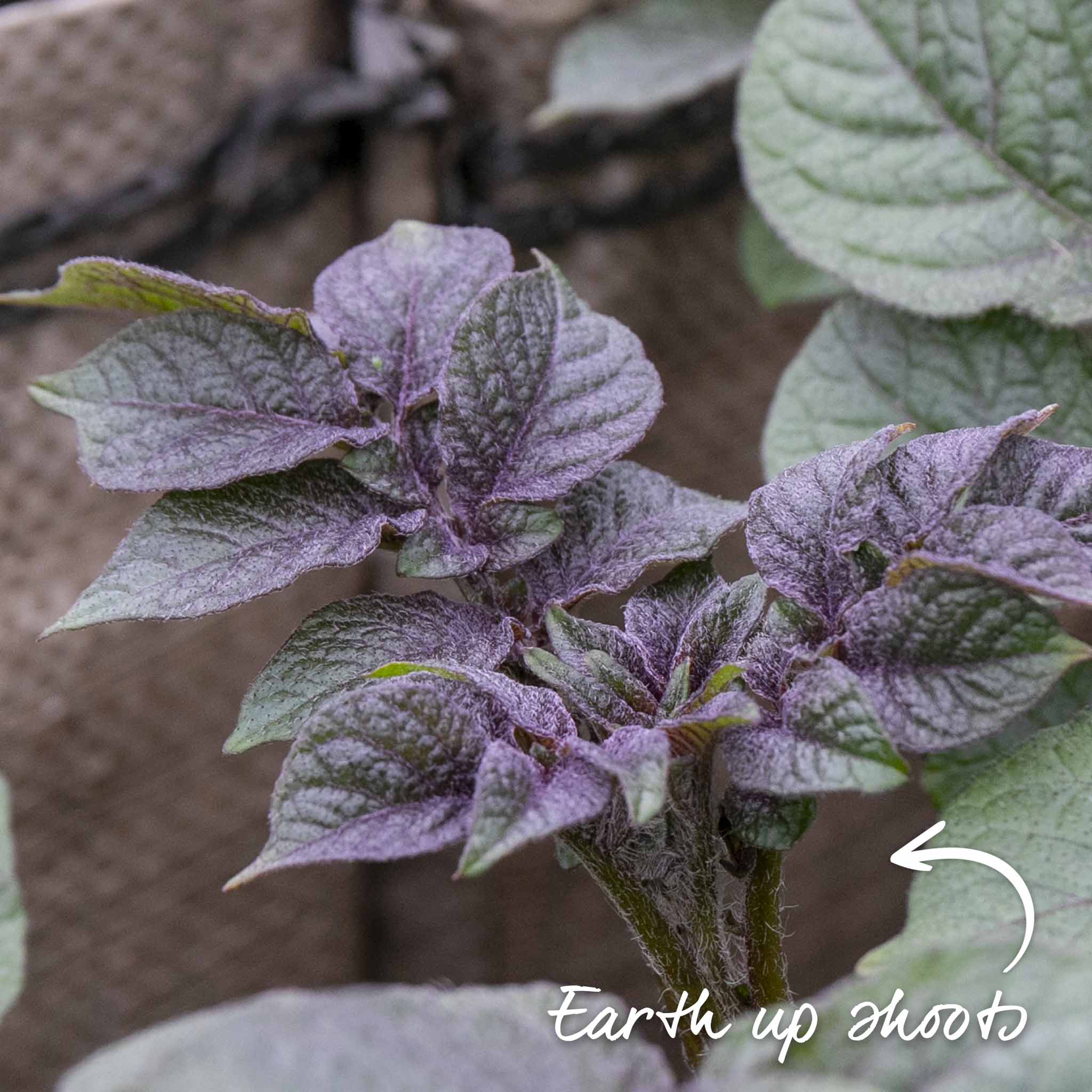 Seed Potato 'Charlotte' - Image 10