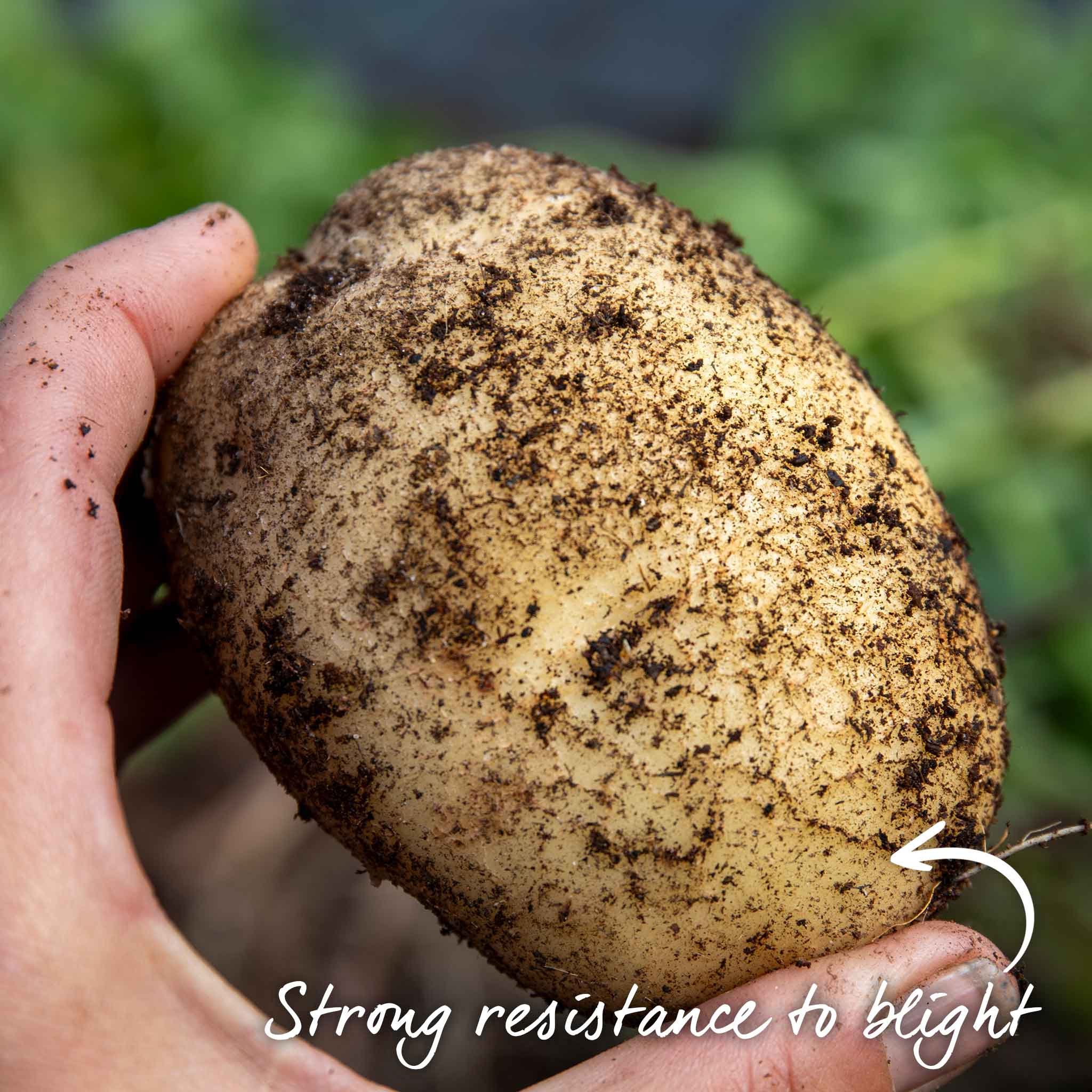 Seed Potato Disease Resistant Collection - Image 4