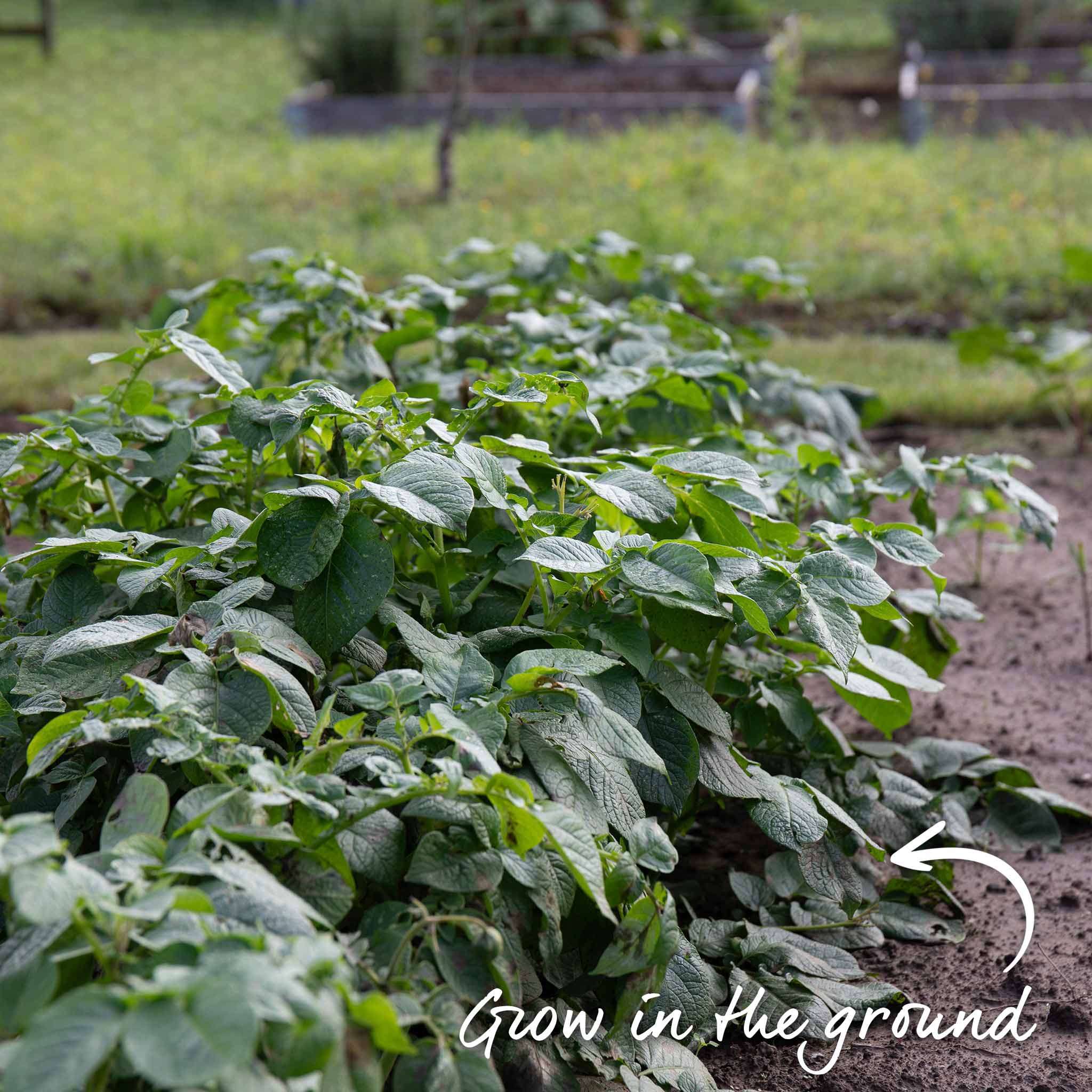 Seed Potato Disease Resistant Collection - Image 6