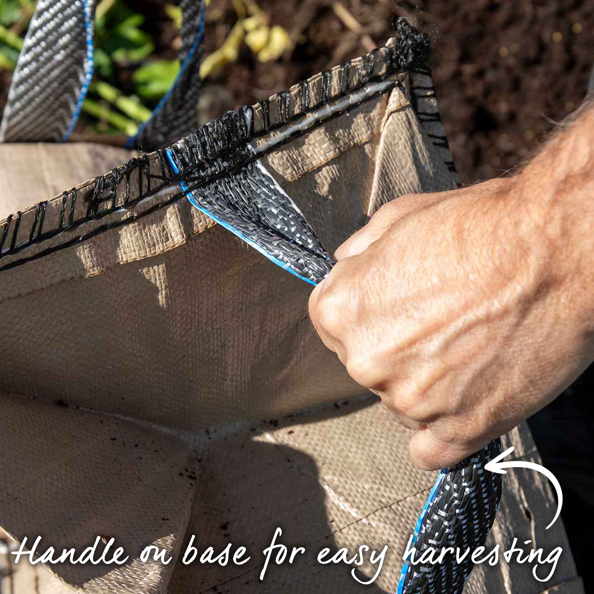 Seed Potato Grow Kit 'Maris Bard' - Image 7