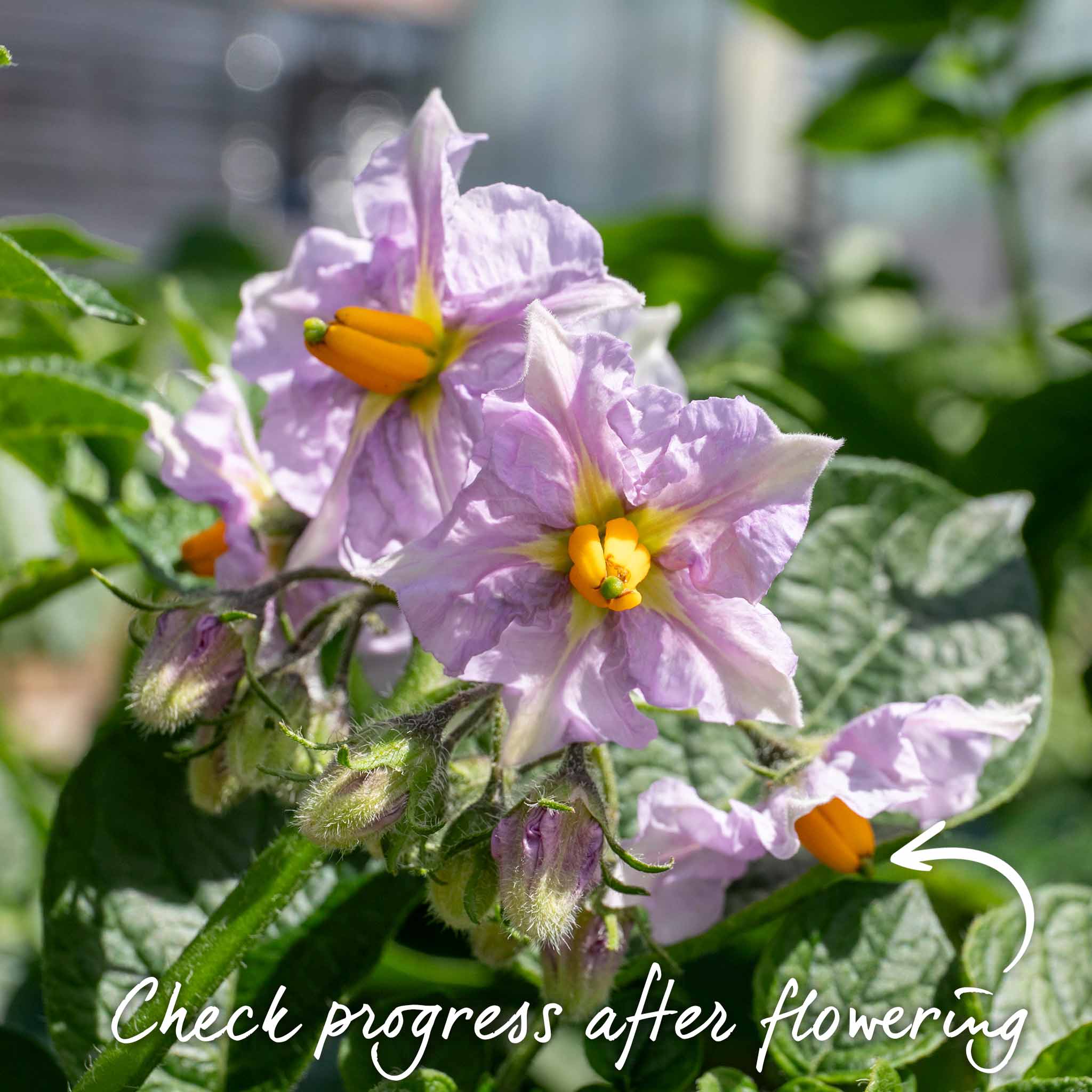 The All Season Patio Seed Potato Kit - Image 13