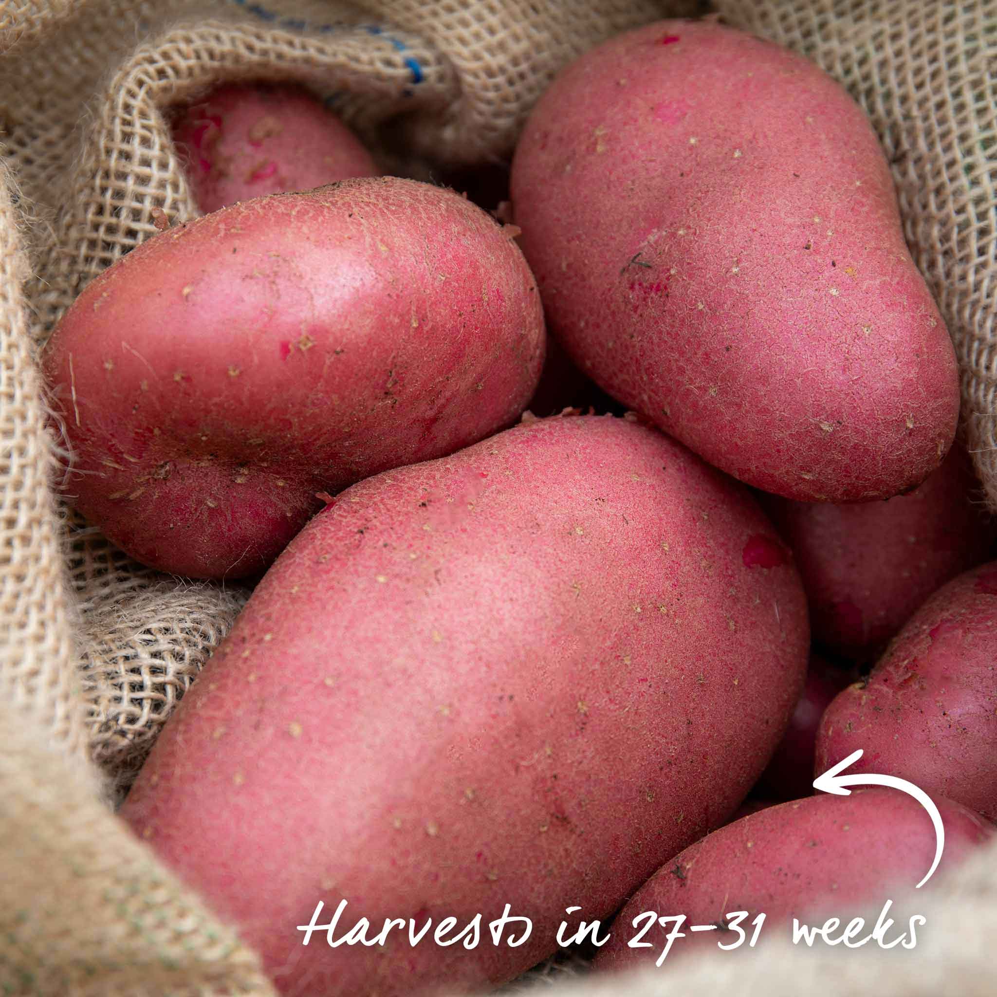 Seed Potato 'Java' - Image 12