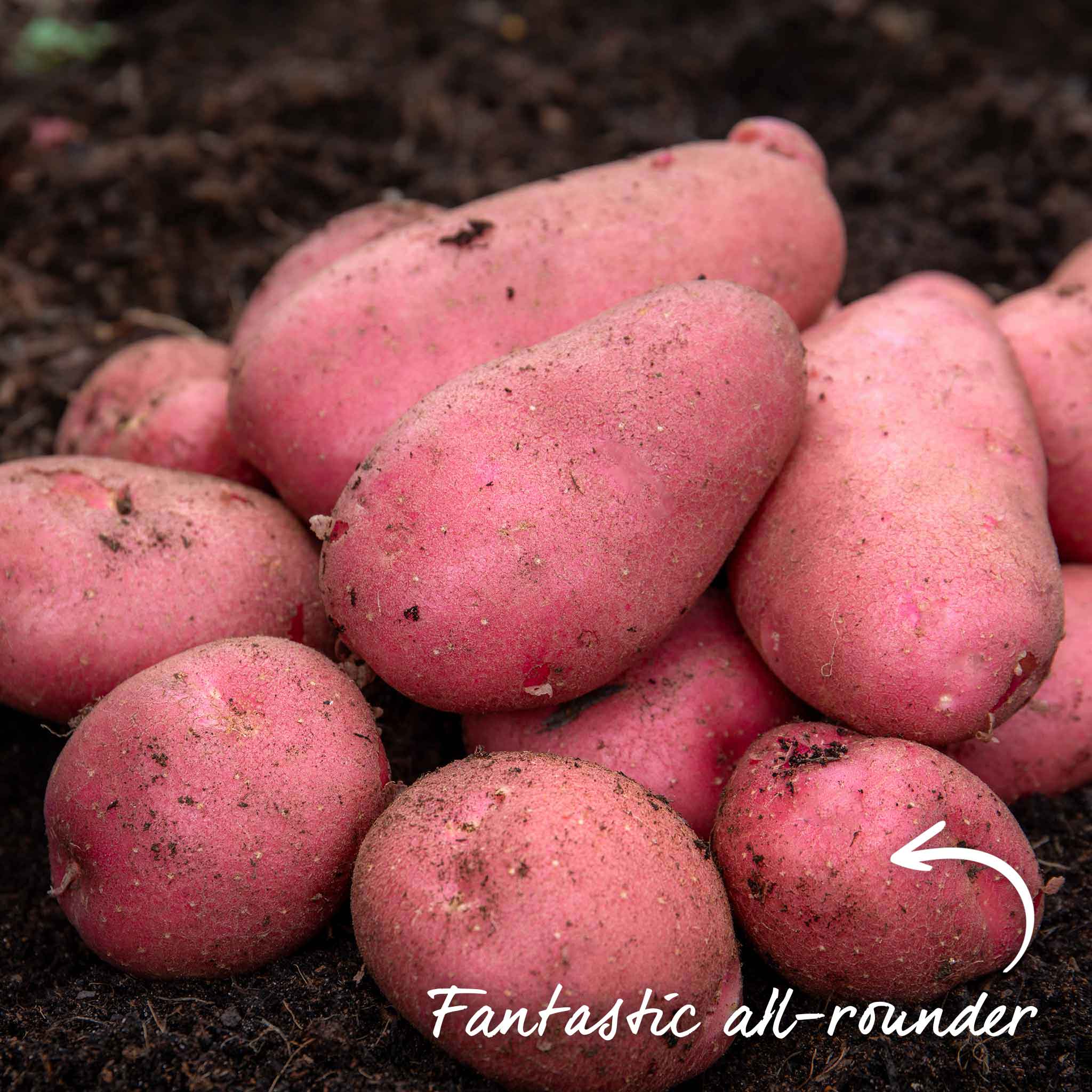 Seed Potato 'Java' - Image 13