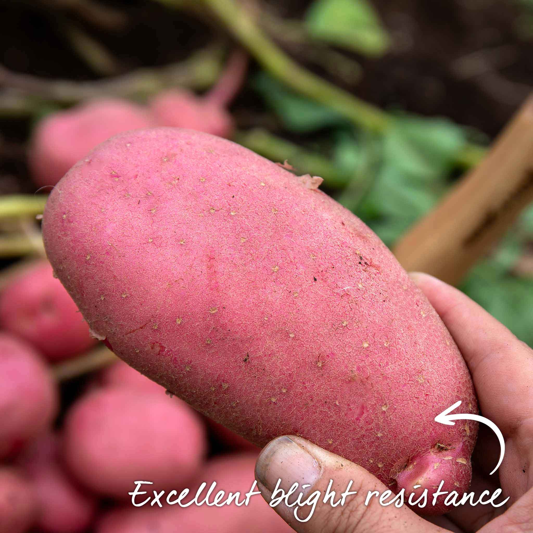 Seed Potato 'Java' - Image 3