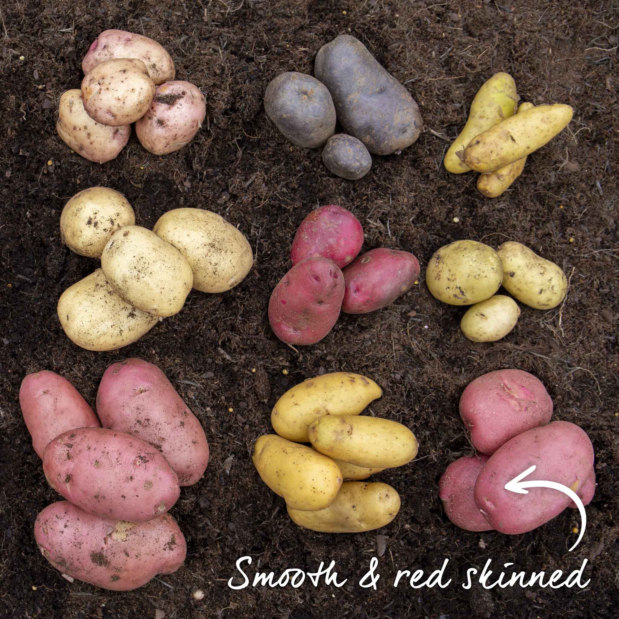 Seed Potato 'Java' - Image 4
