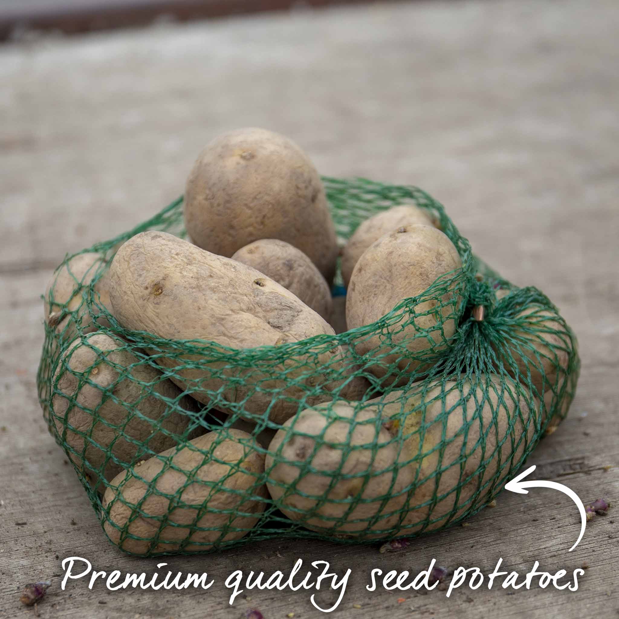 Seed Potato 'Java' - Image 5