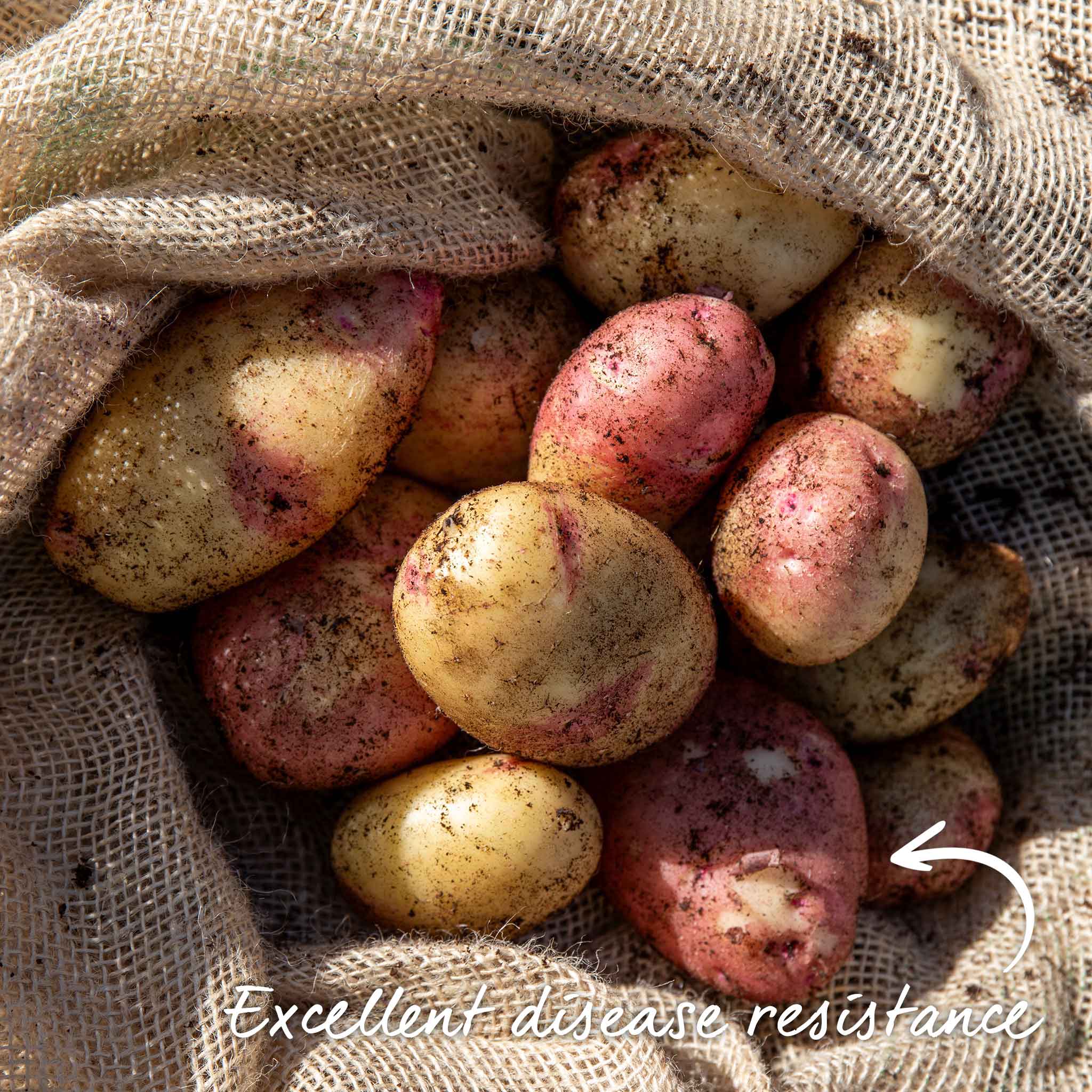 Seed Potato 'Kestrel' - Image 13