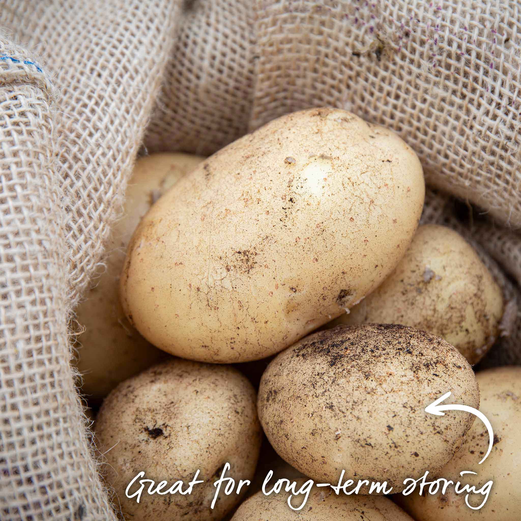 Seed Potato Kitchen Garden Collection - Image 3