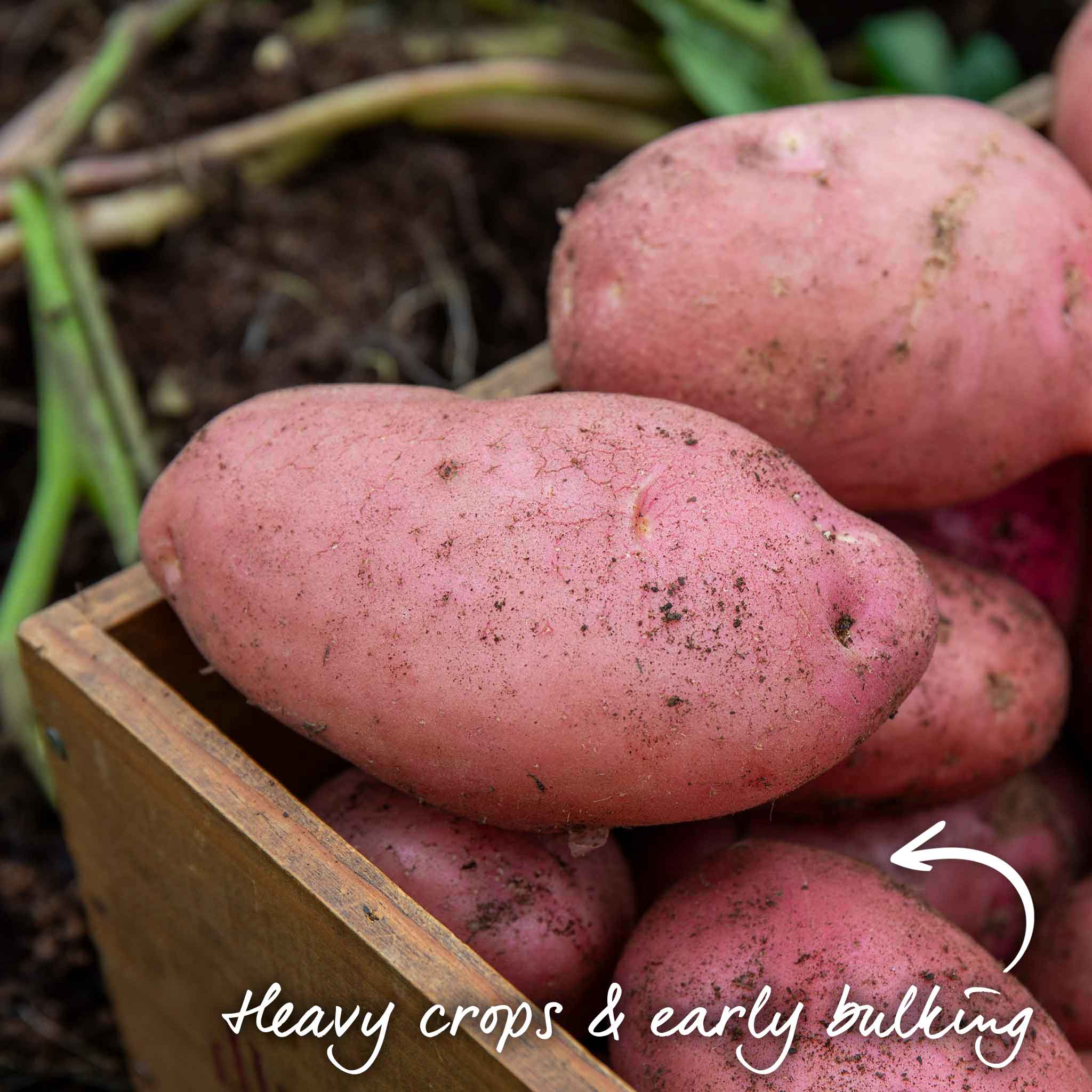 Seed Potato Kitchen Garden Collection - Image 4