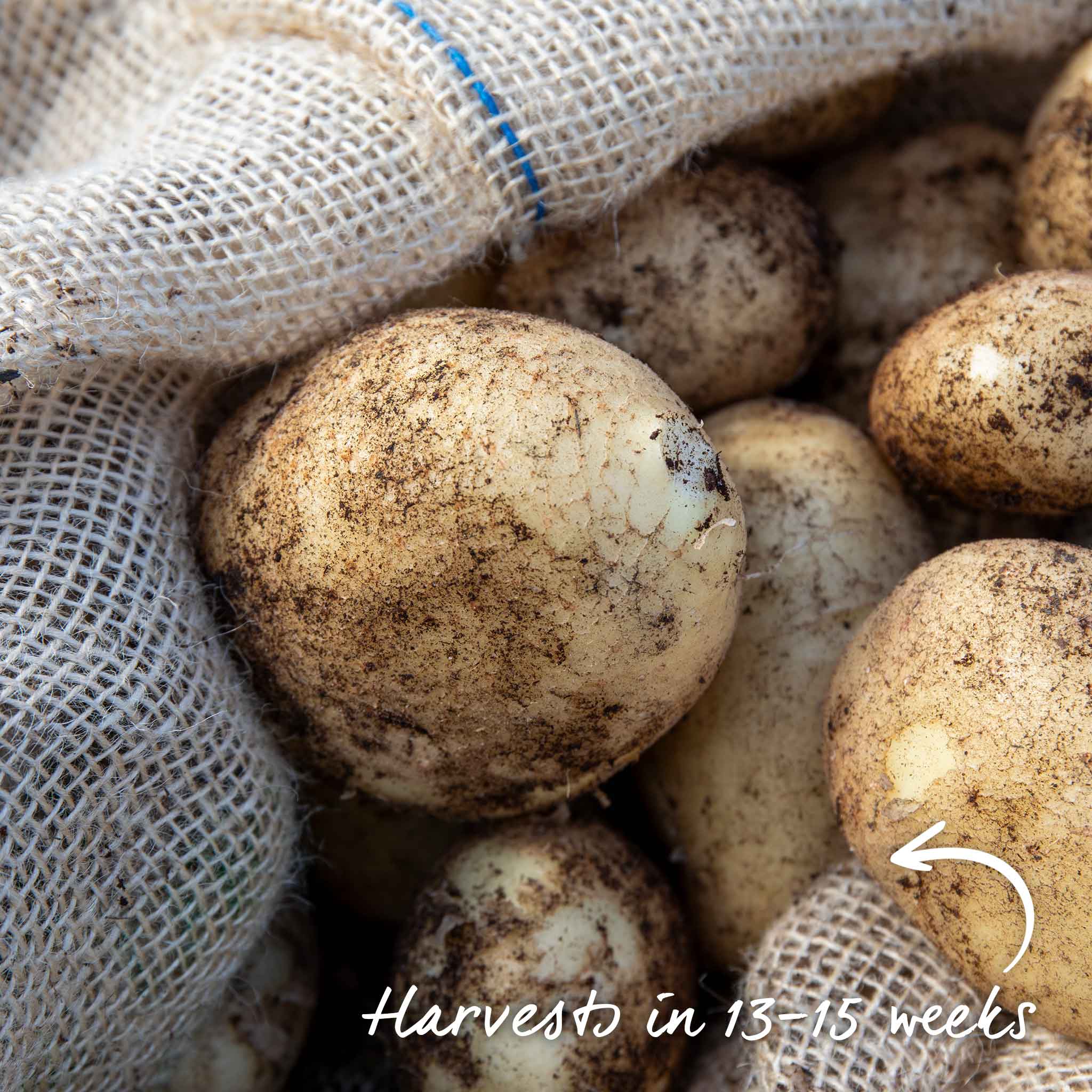 Seed Potato 'Maris Peer' Grow Kit - Image 10