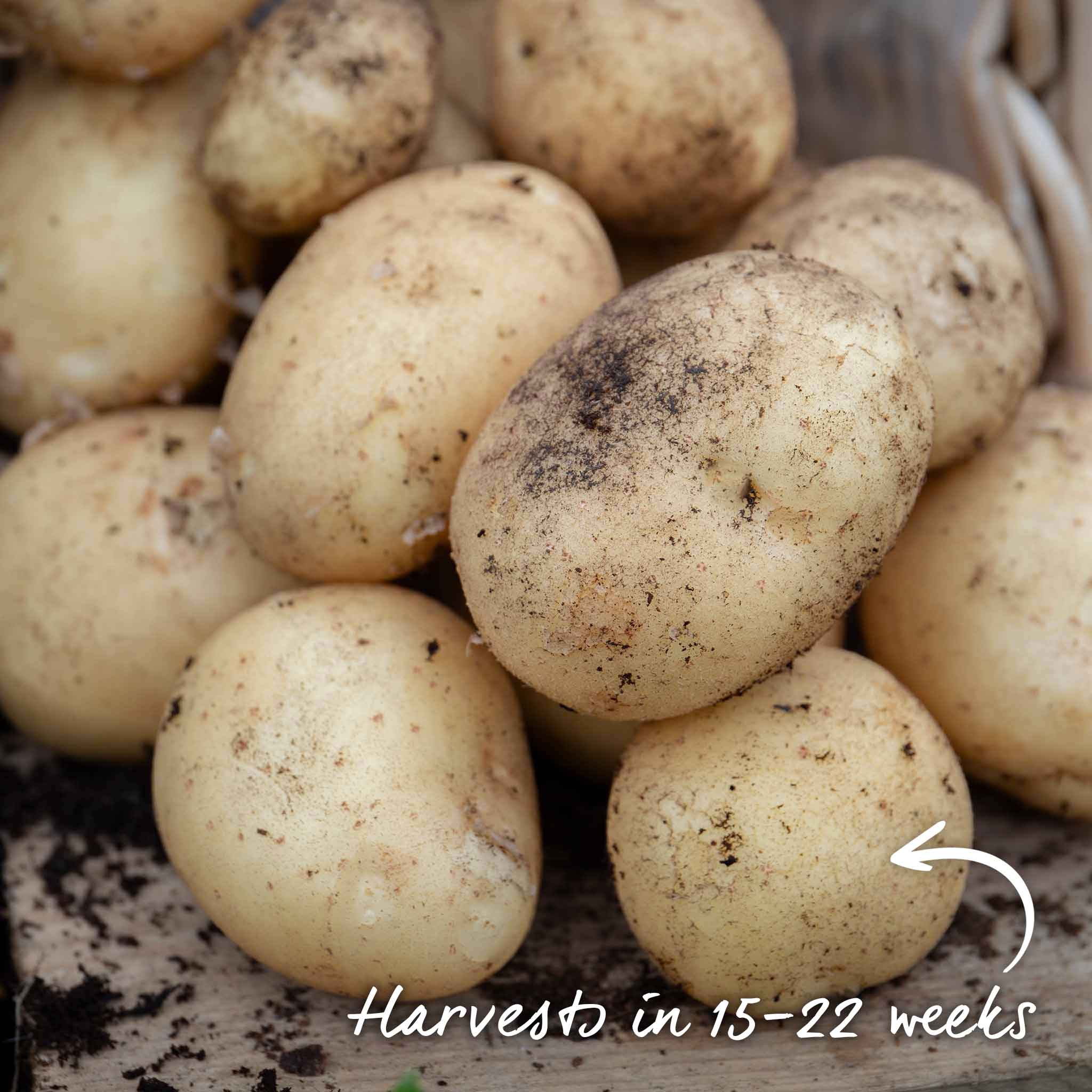 Seed Potato 'Maris Piper' - Image 12