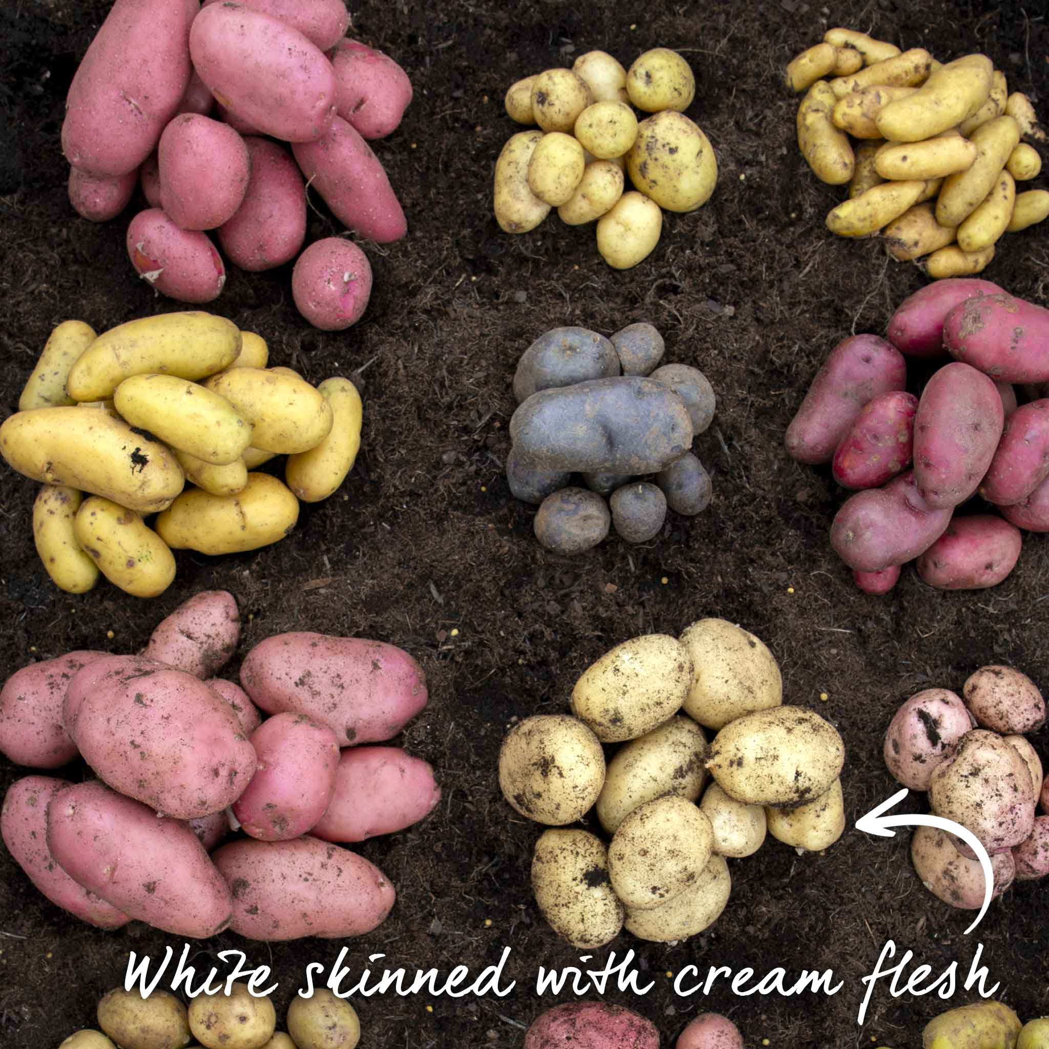 Seed Potato 'Maris Piper' - Image 14