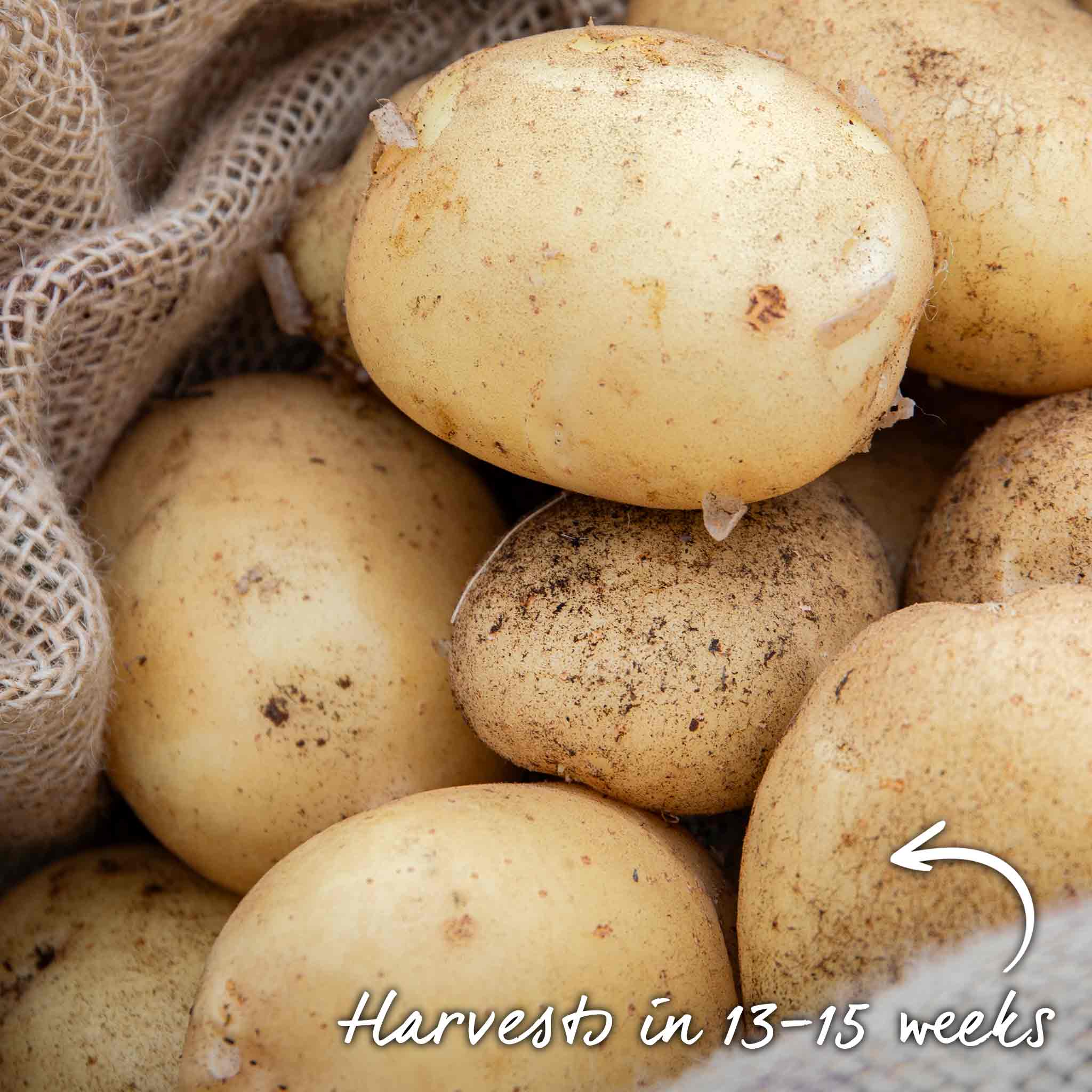 Seed Potato 'Nadine' - Image 11