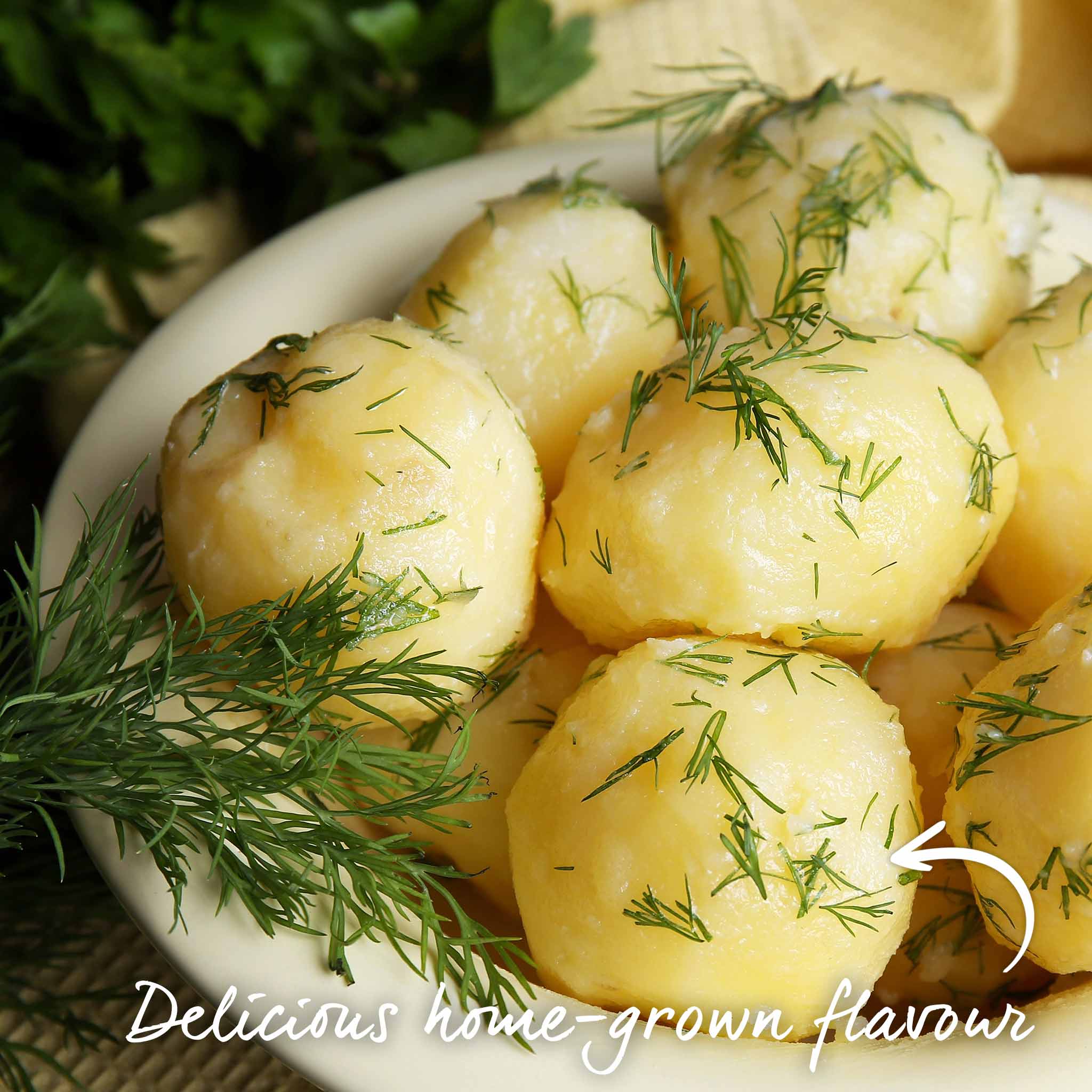 Seed Potato 'Charlotte' - Image 15
