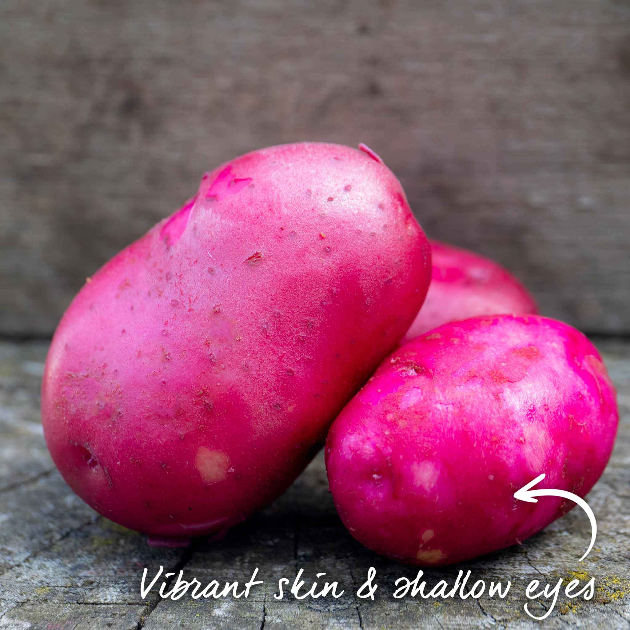Seed Potato 'Red Duke Of York' - Image 13