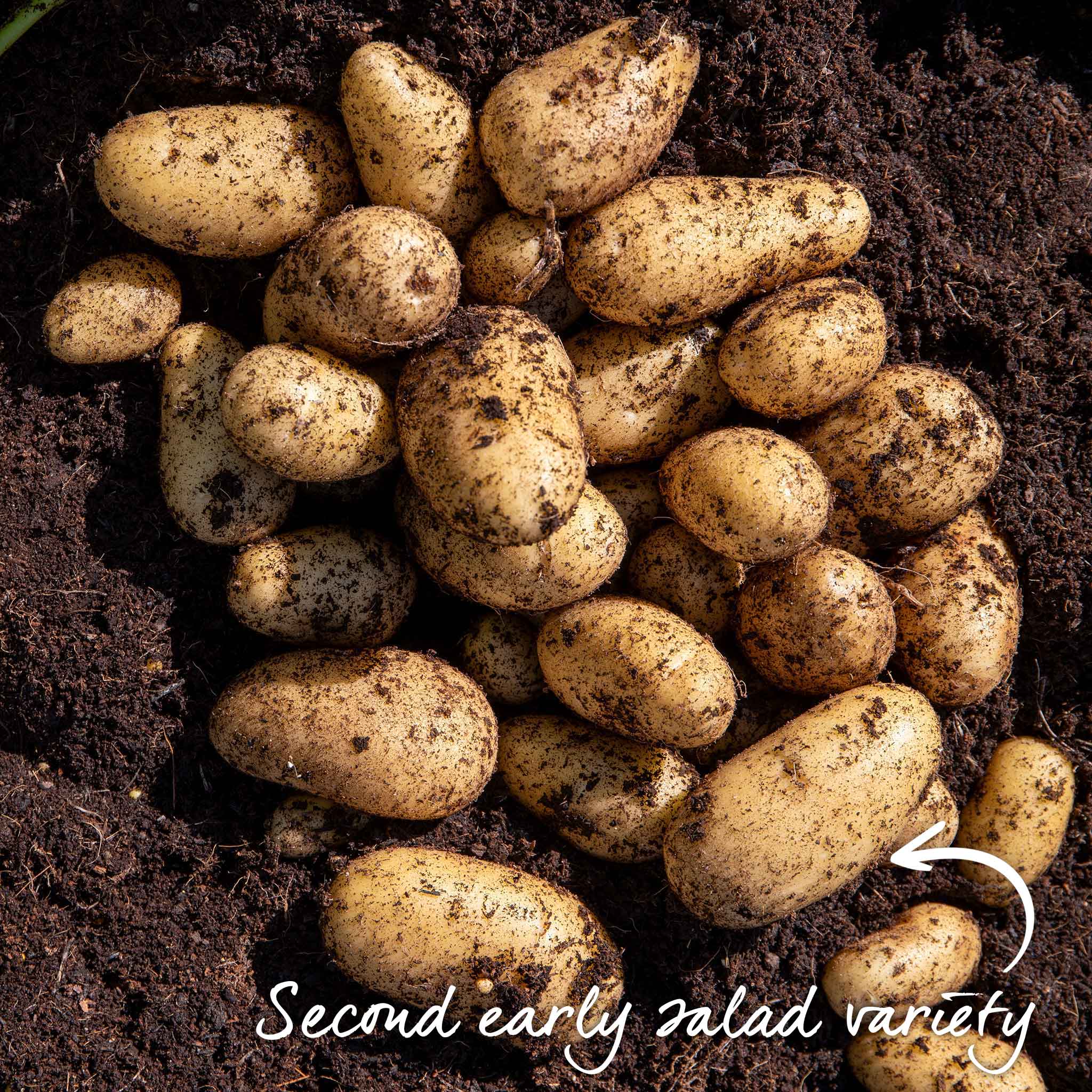 Seed Potato Small Plot Collection - Image 3