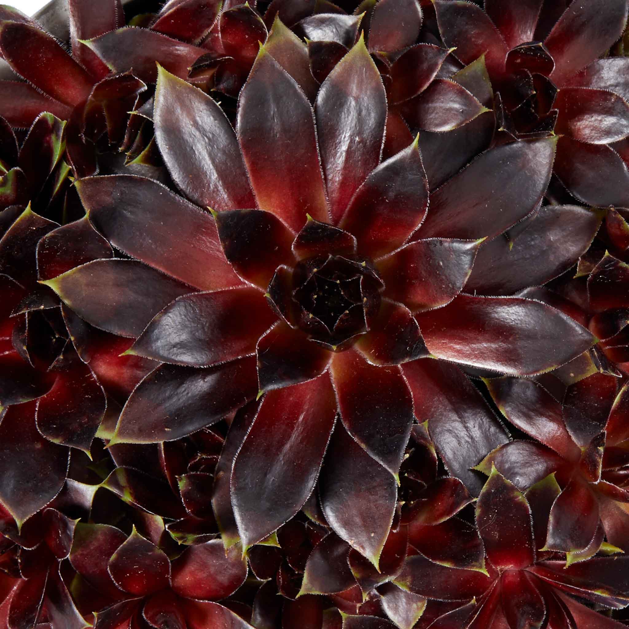 Sempervivum 'Coconut Crystal' - Image 4