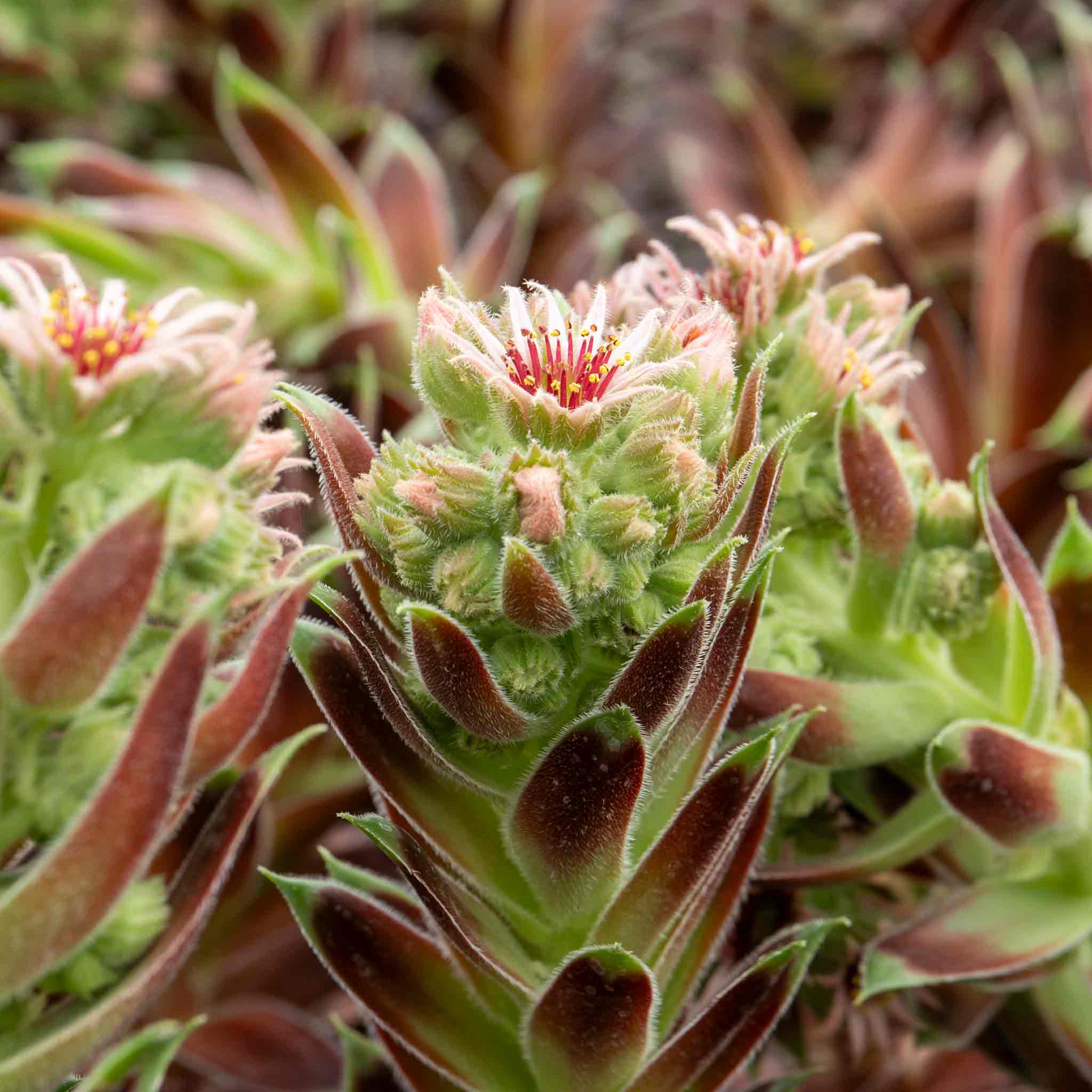 Sempervivum 'Coconut Crystal' - Image 9