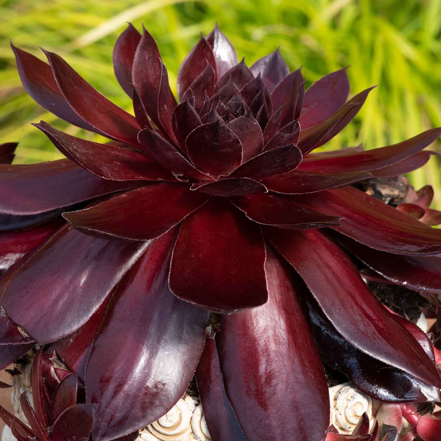 Sempervivum 'Supersemps Onyx' - Image 2