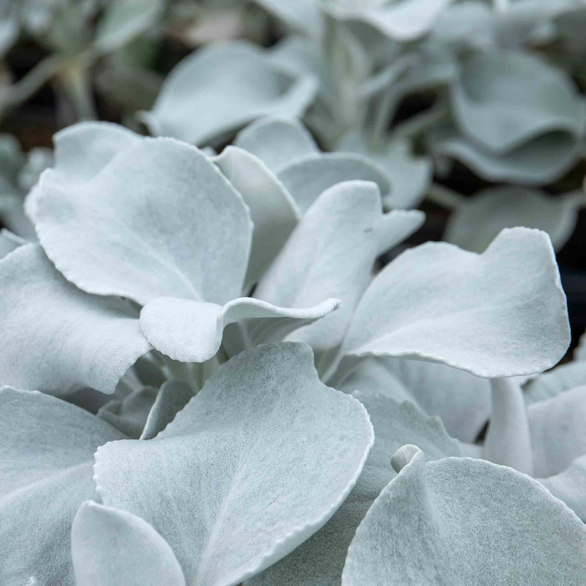 Senecio 'Angel Wings' - Image 4