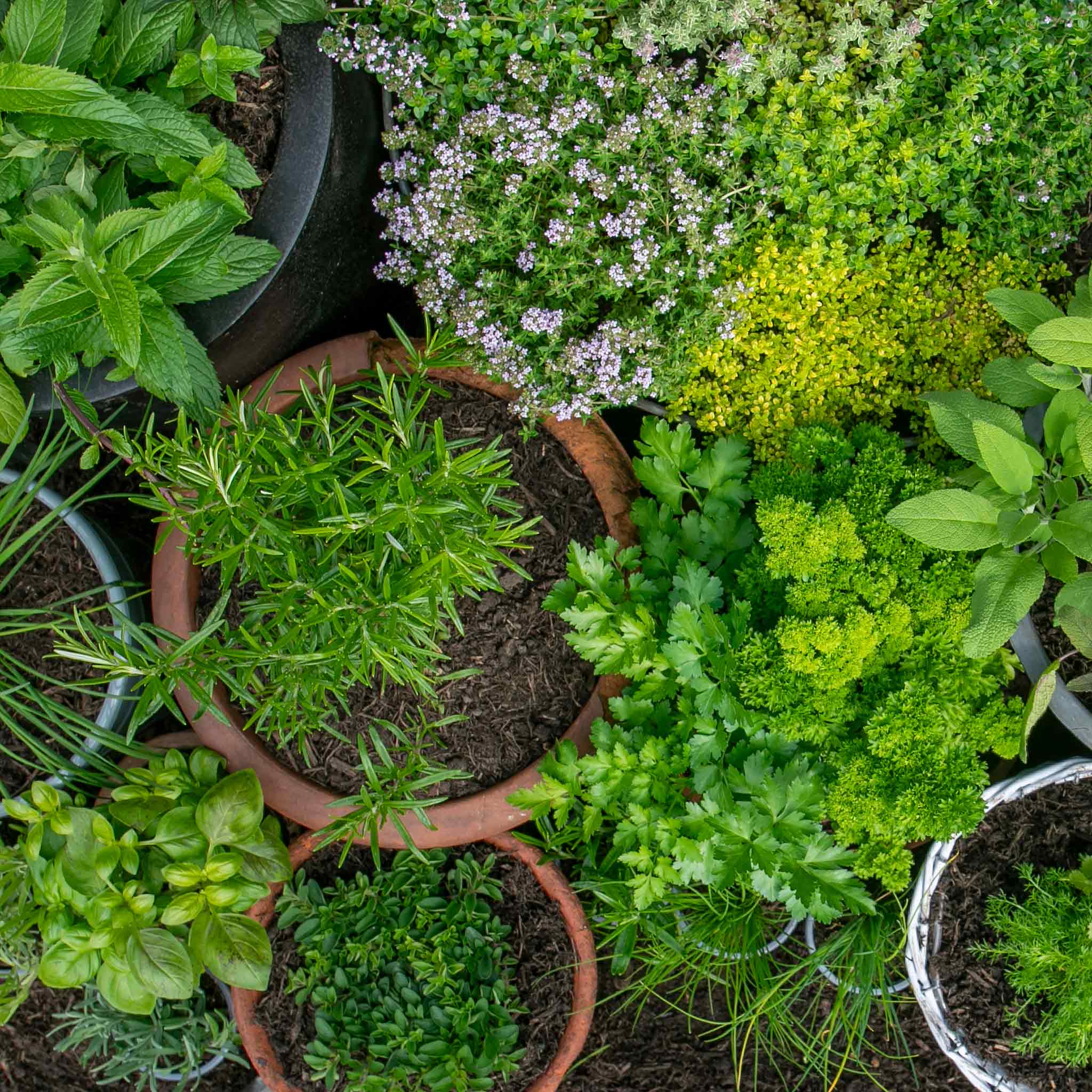 Herb Collection Plant 'Sense-ational'