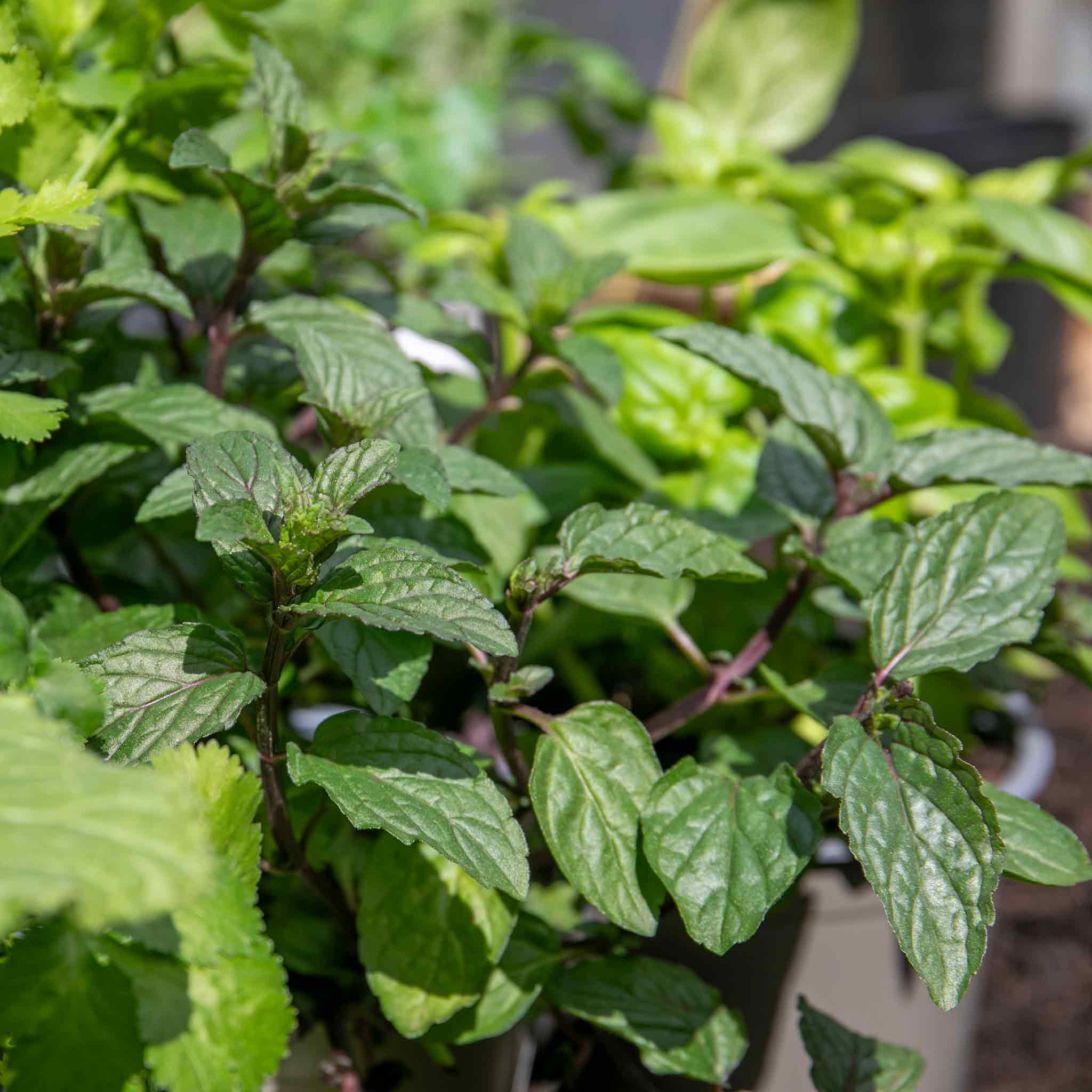 Herb Collection Plant 'Sense-ational' - Image 3