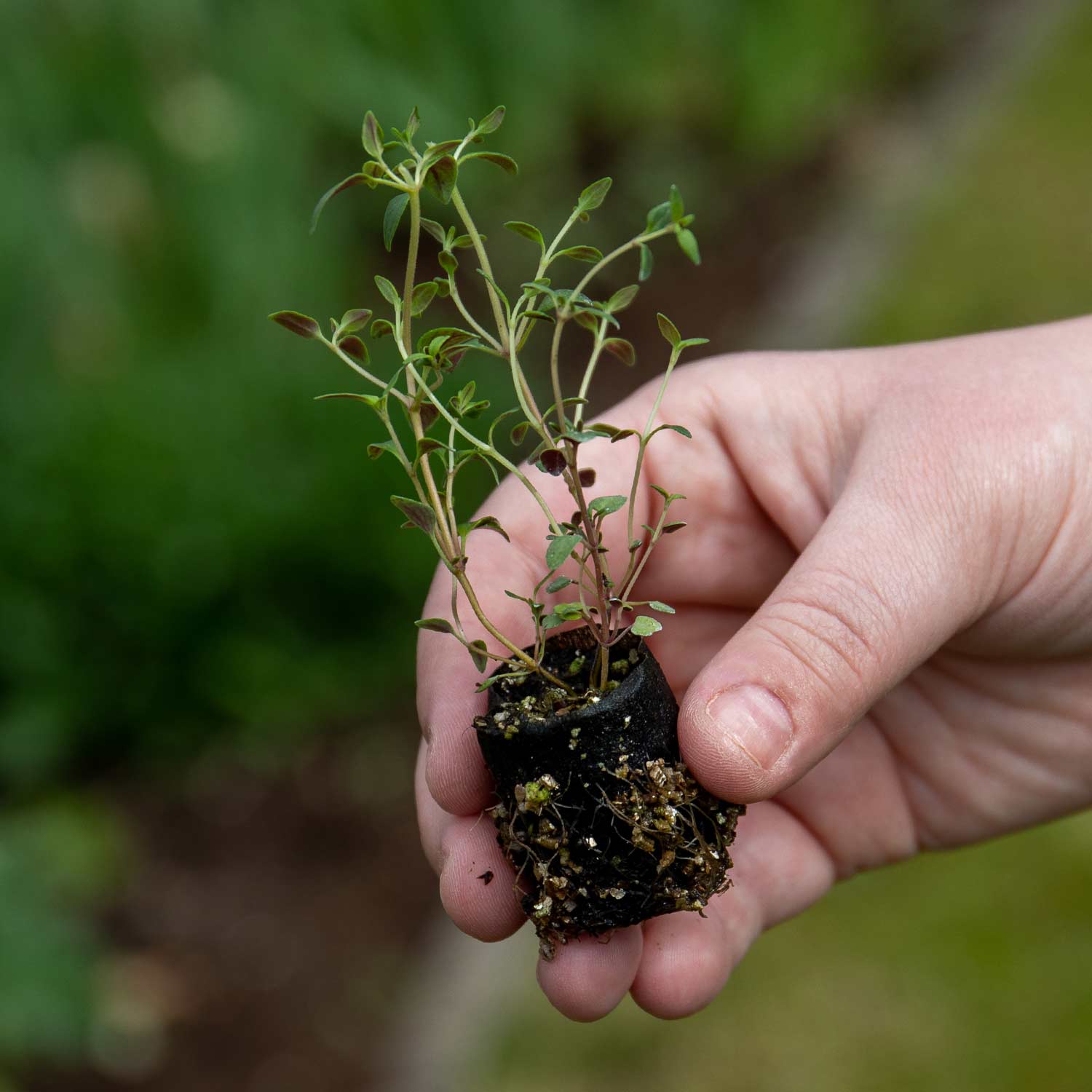 Herb Collection Plant 'Sense-ational' - Image 4