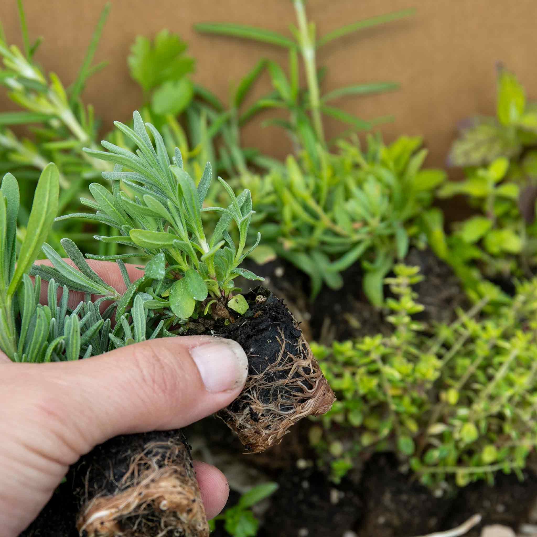 Herb Collection Plant 'Sense-ational' - Image 5