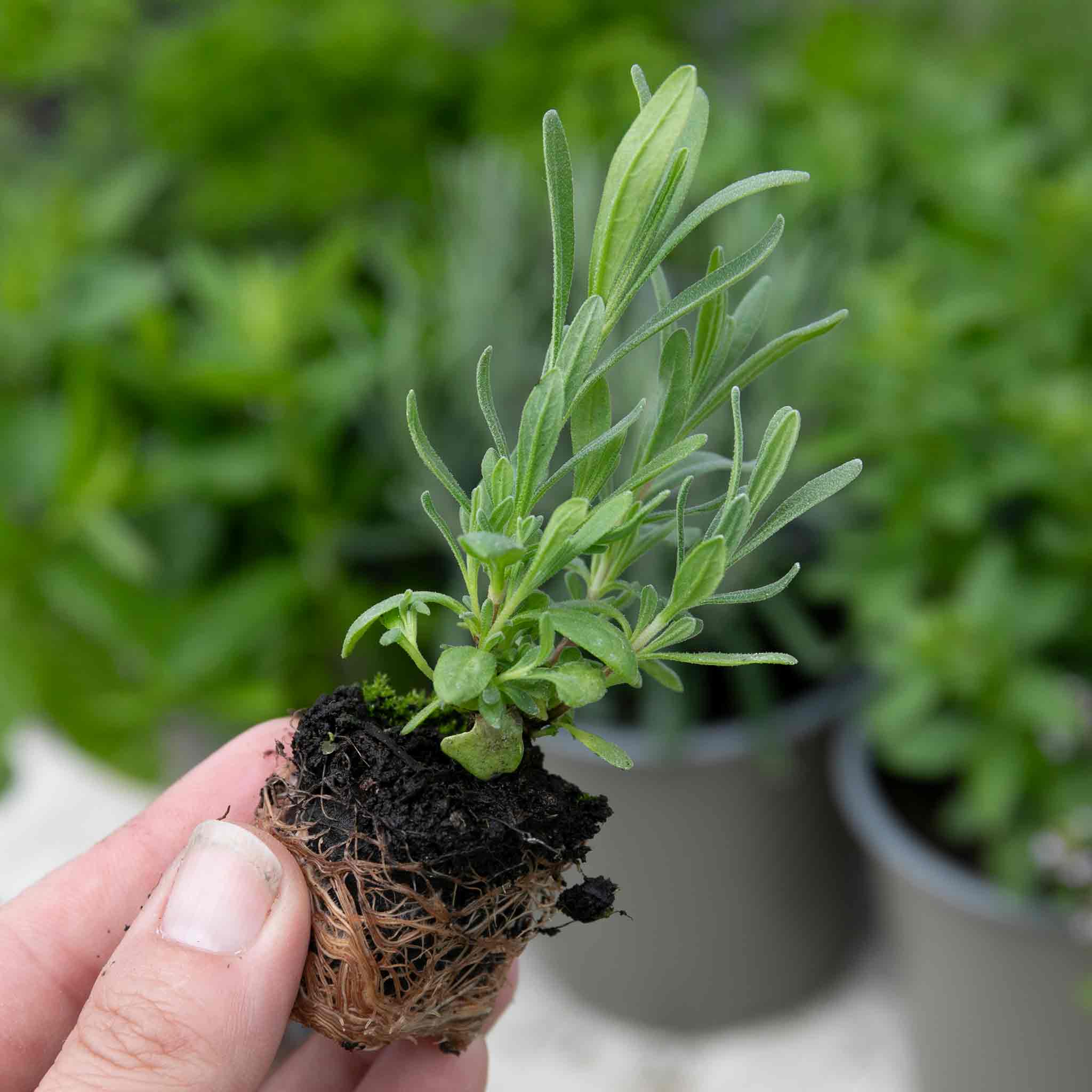 Herb Collection Plant 'Sense-ational' - Image 6